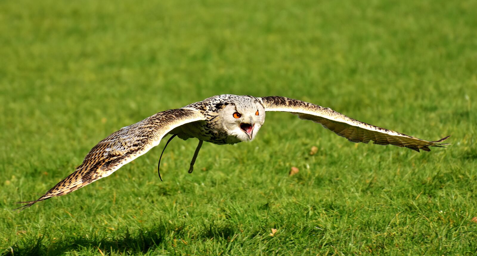 Nikon D7200 sample photo. Owl, bird, feather photography