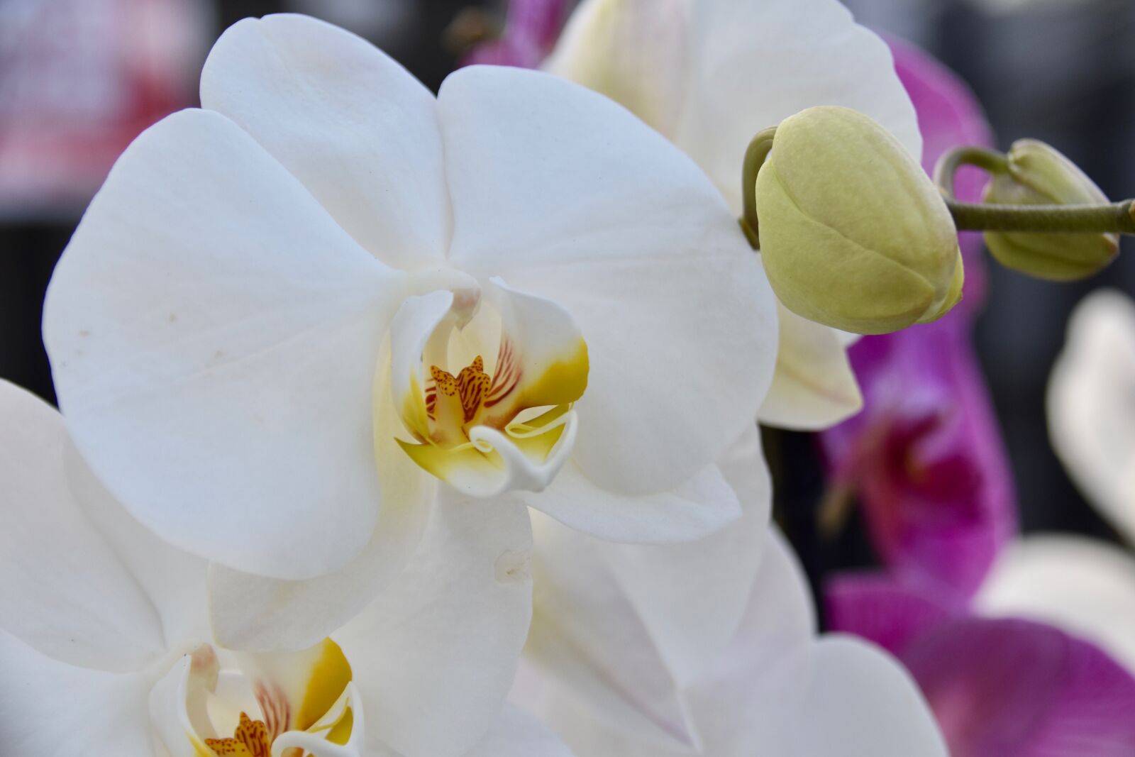 Nikon D5600 sample photo. Flower, orchid, white flowers photography