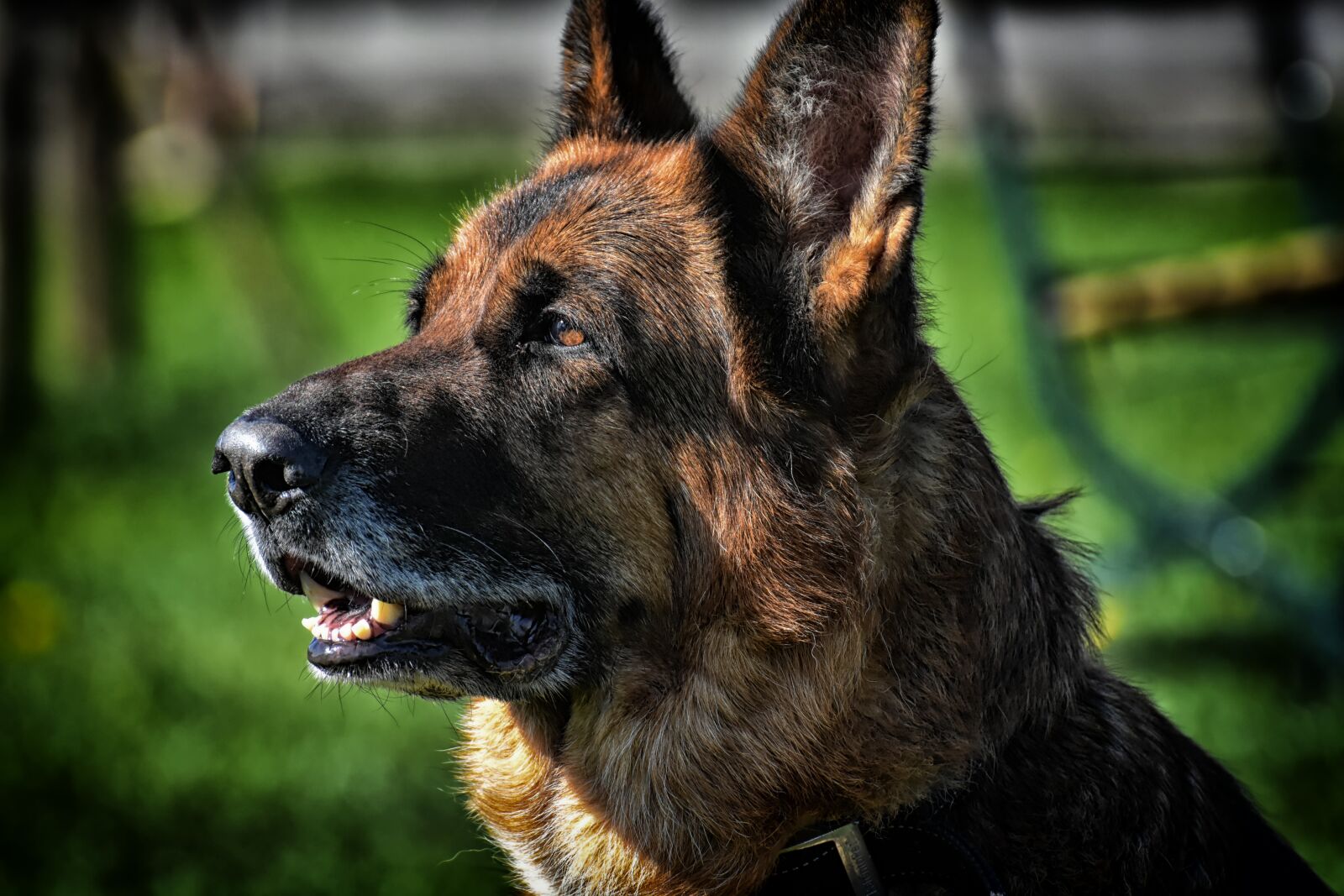 Nikon D7200 sample photo. Dog, sch fer dog photography