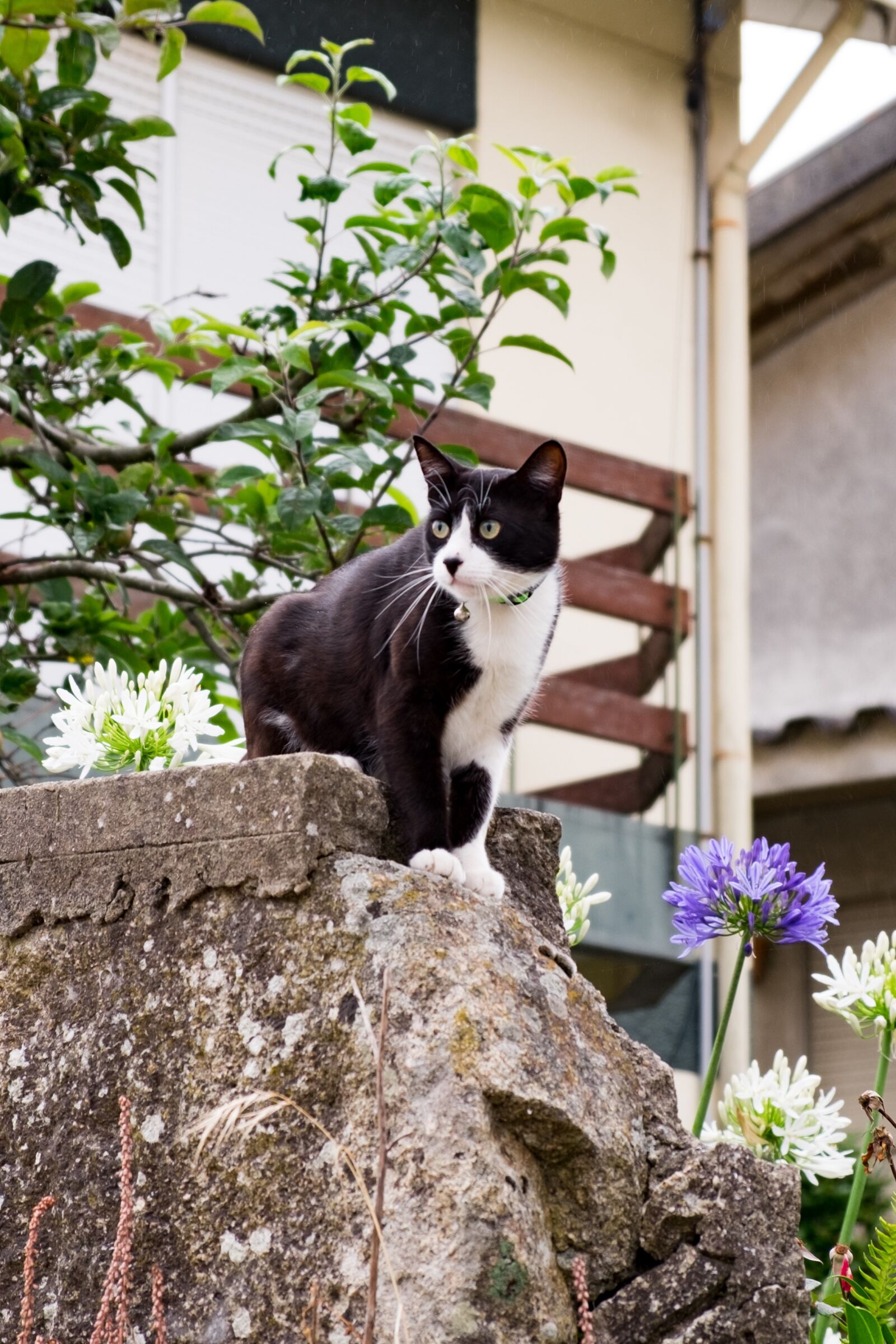 Fujifilm X-T10 sample photo. Cat, the fence, black photography