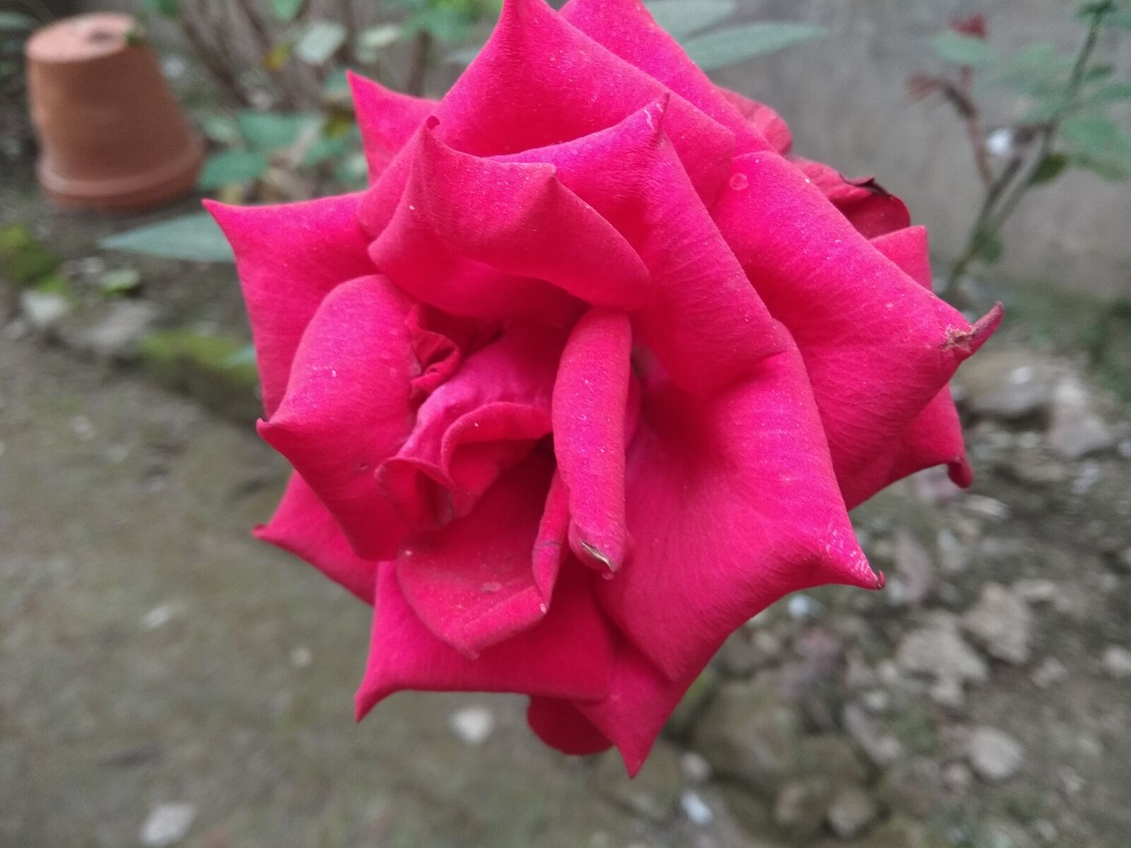 Xiaomi Redmi Note 5A sample photo. Flower, rose, rose flower photography