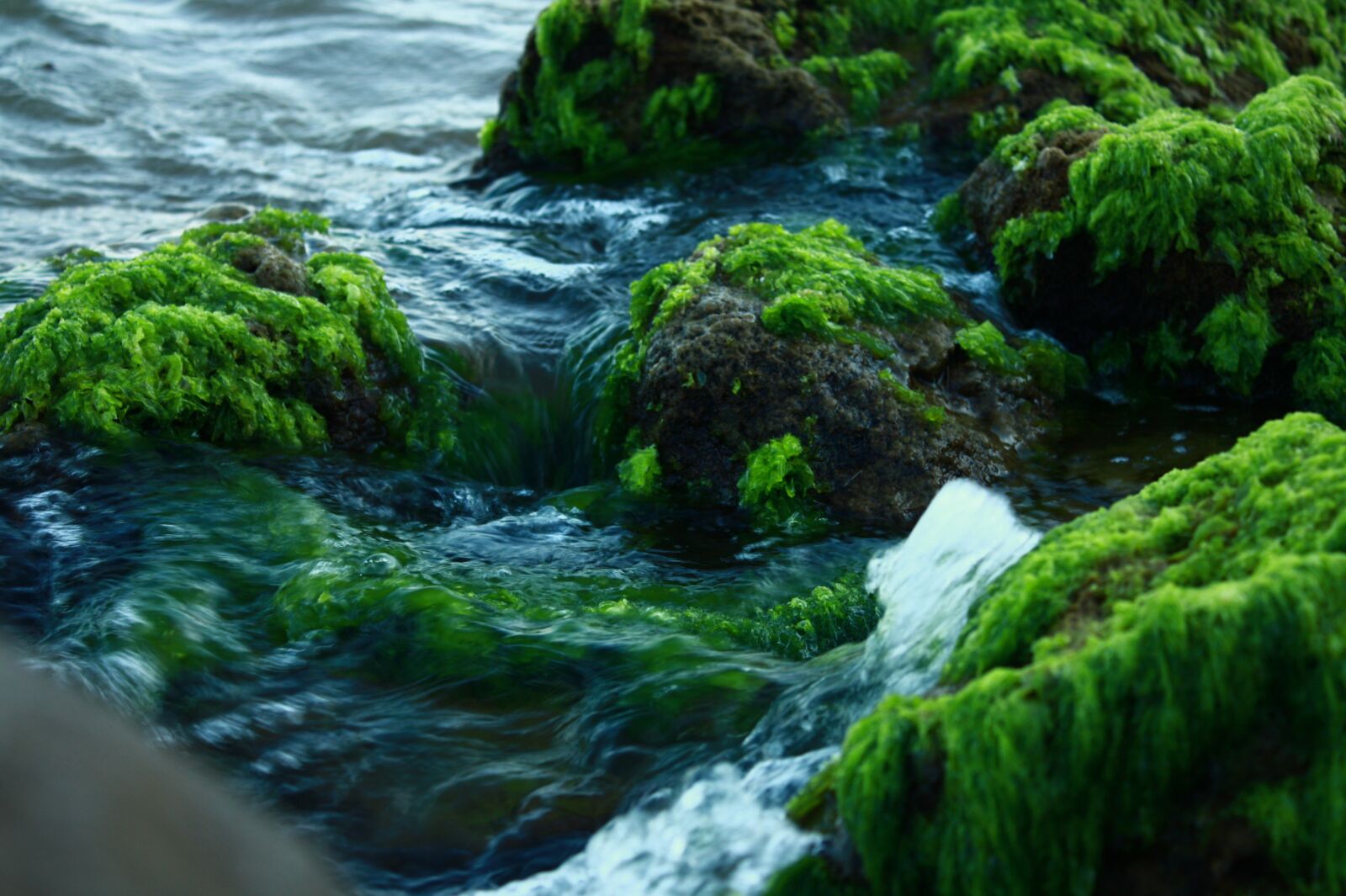 Canon EOS 450D (EOS Rebel XSi / EOS Kiss X2) sample photo. Moss, stone, marine photography