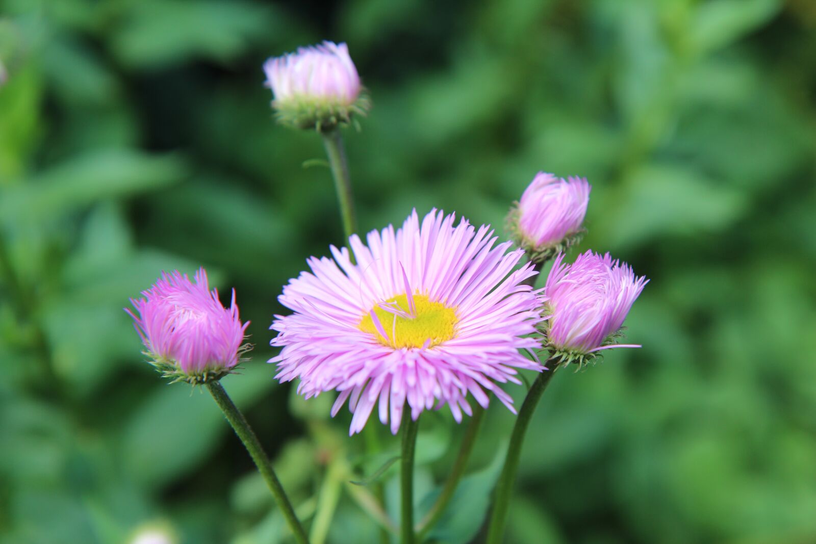 Canon EOS 600D (Rebel EOS T3i / EOS Kiss X5) sample photo. Pink flower, flowering, pink photography