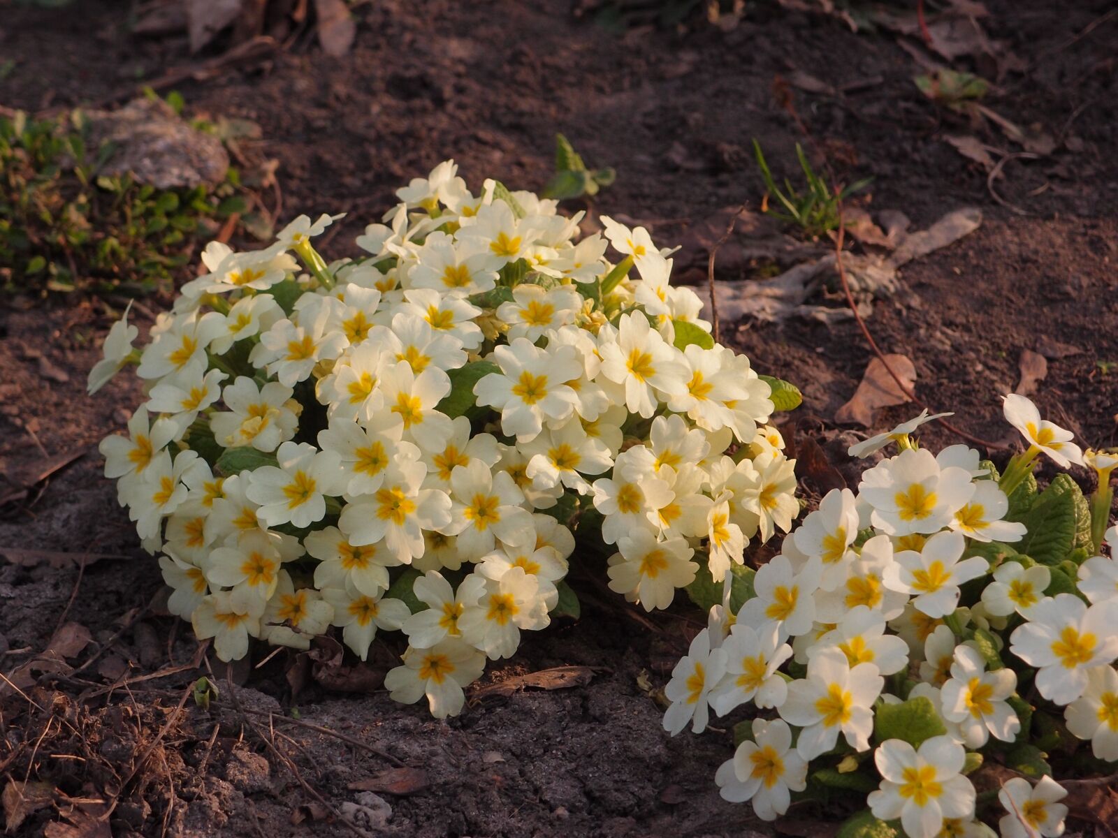 Olympus XZ-1 sample photo. Spring, flowers, primula photography