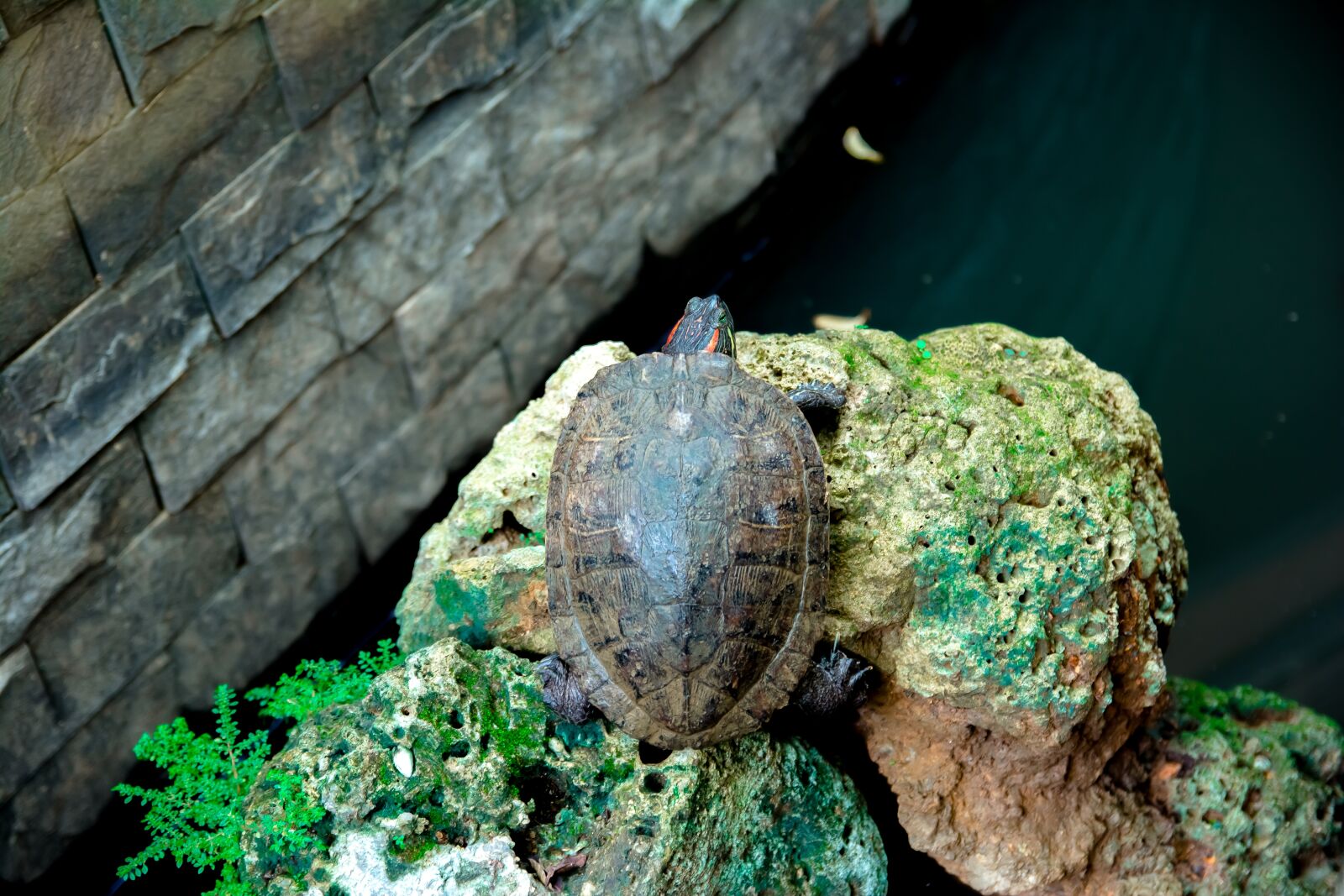 Nikon D5200 sample photo. Turtle, art, forest photography