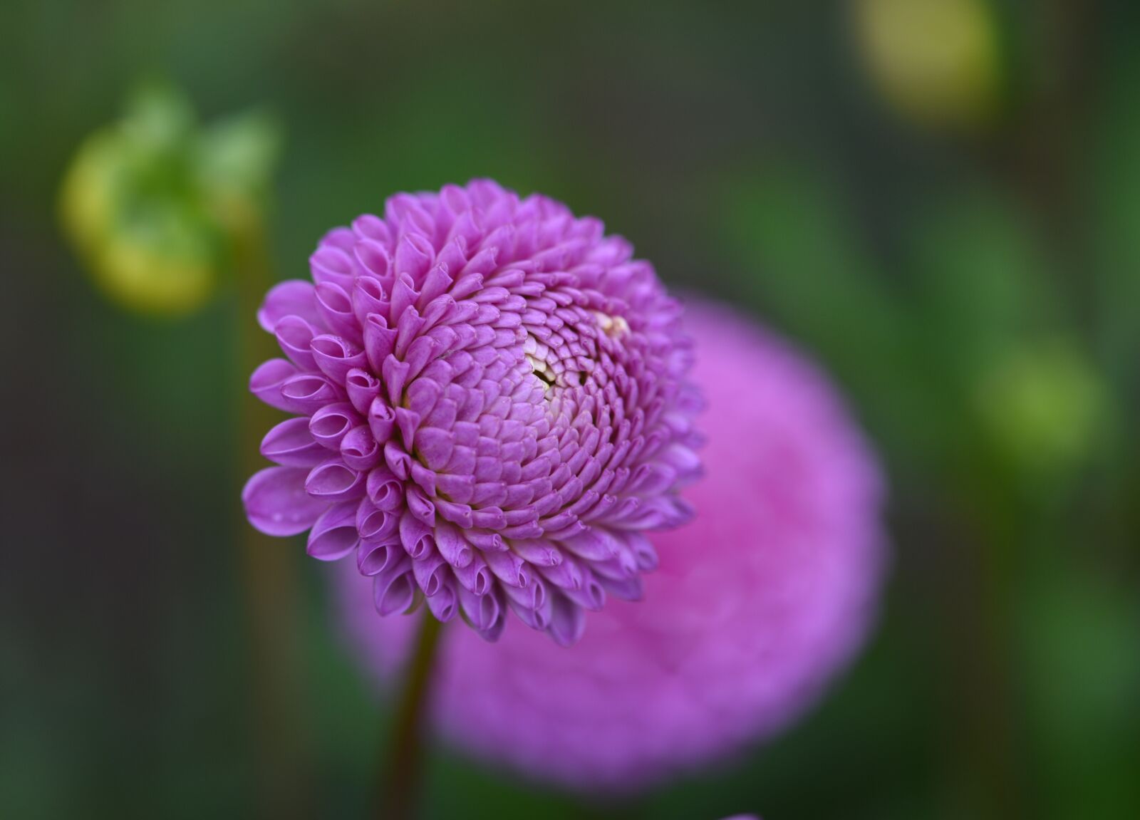 Nikon D750 sample photo. Dahlia, purple, bloom photography