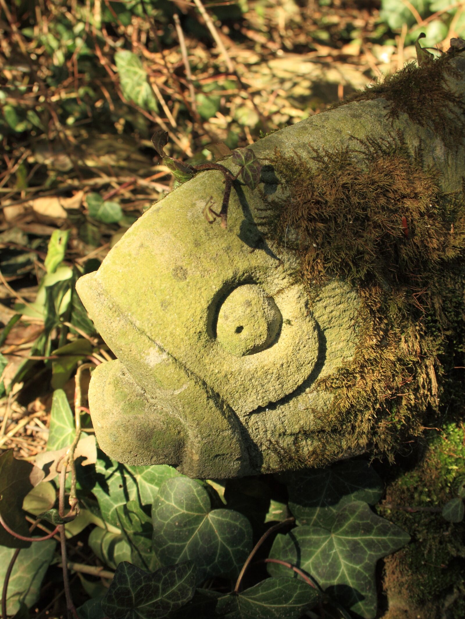 Canon EOS 1000D (EOS Digital Rebel XS / EOS Kiss F) sample photo. Stone fish, face, eye photography