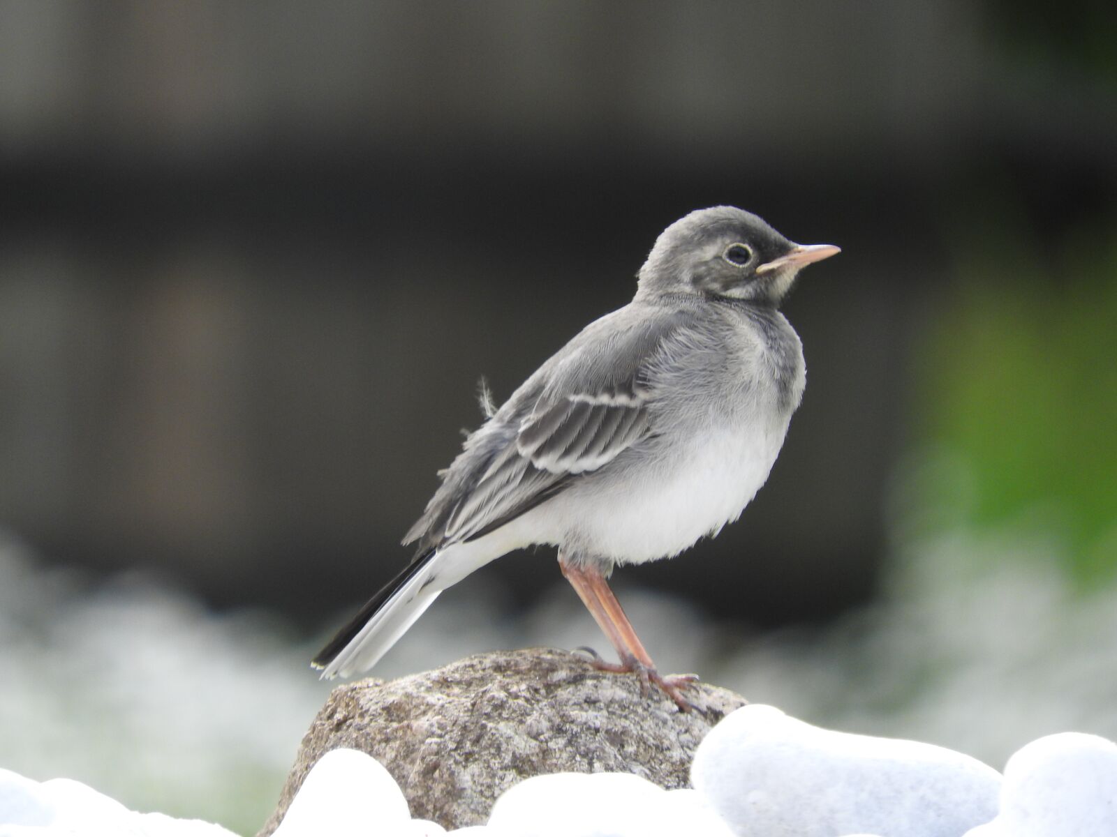 Nikon Coolpix P610 sample photo. Nature, bird, animal world photography