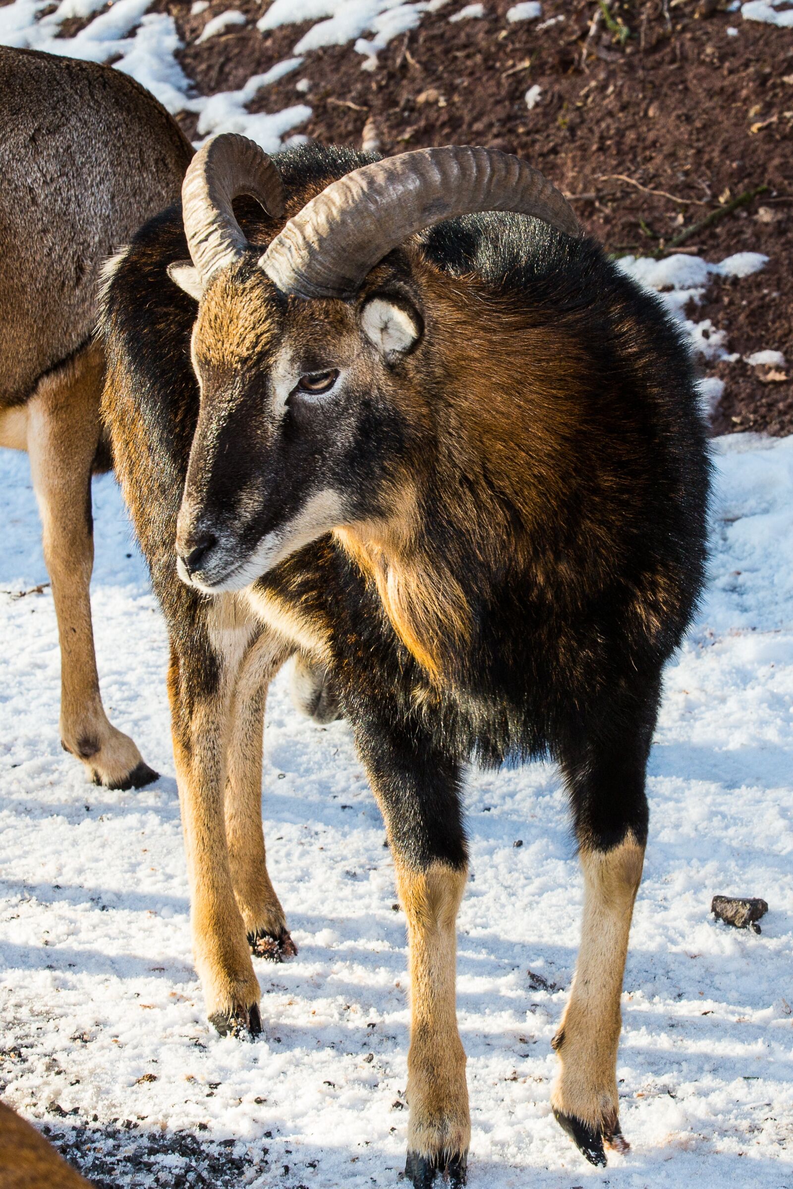 Canon EOS 5D Mark III sample photo. Mouflon, sheep, winter fur photography