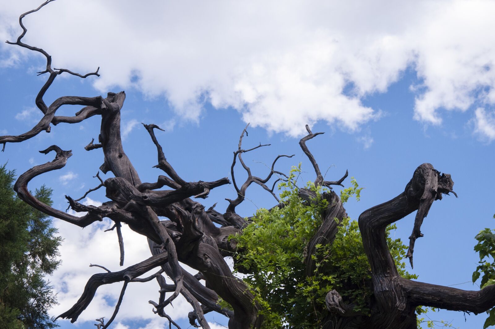 Nikon D90 sample photo. Blue sky and white photography