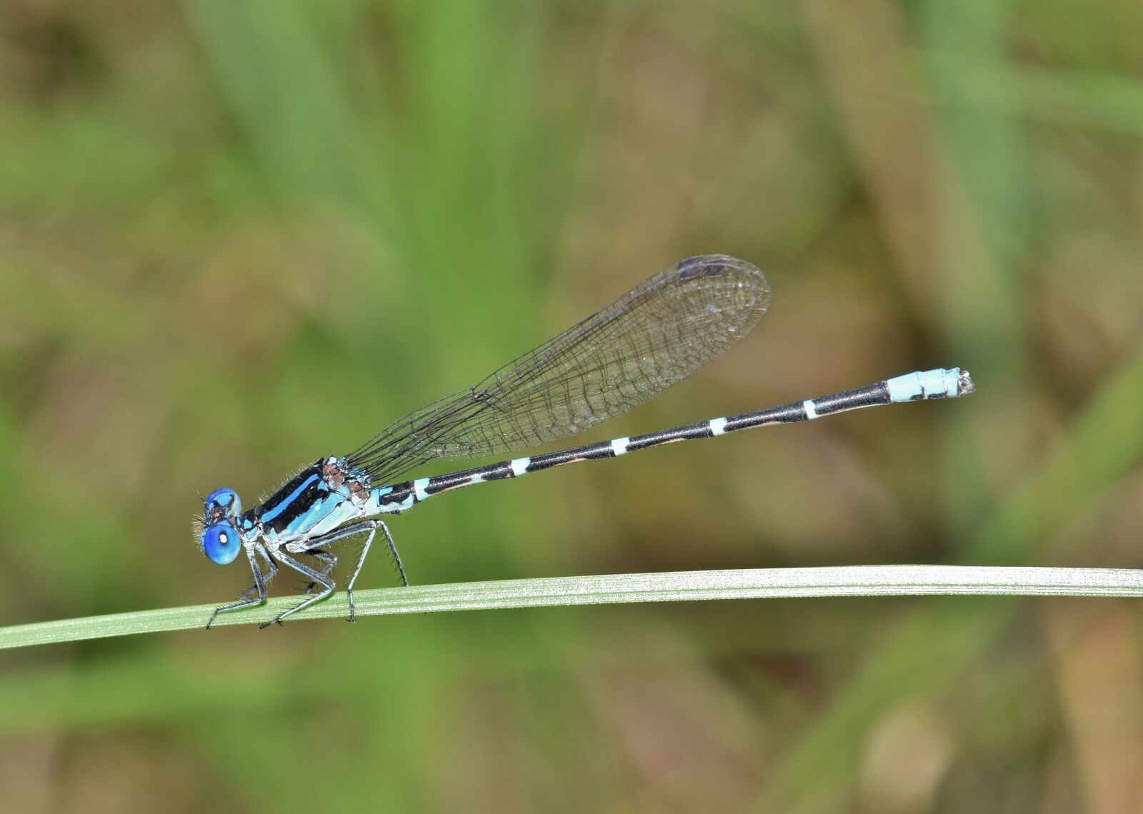 Nikon D5300 sample photo. Damselfly, familiar bluet, bluet photography