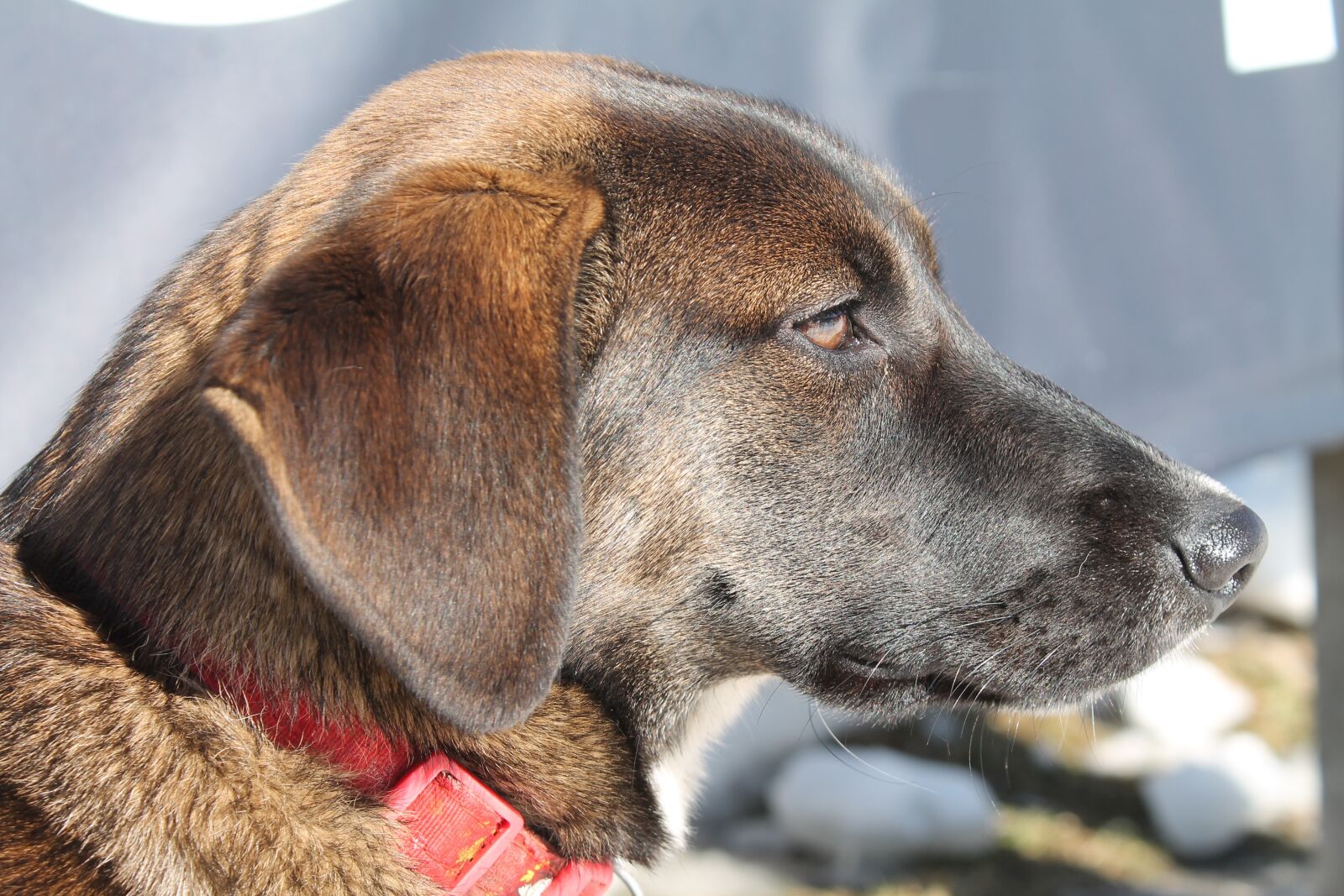 Canon EOS 1100D (EOS Rebel T3 / EOS Kiss X50) sample photo. Dog, animal, doggy photography