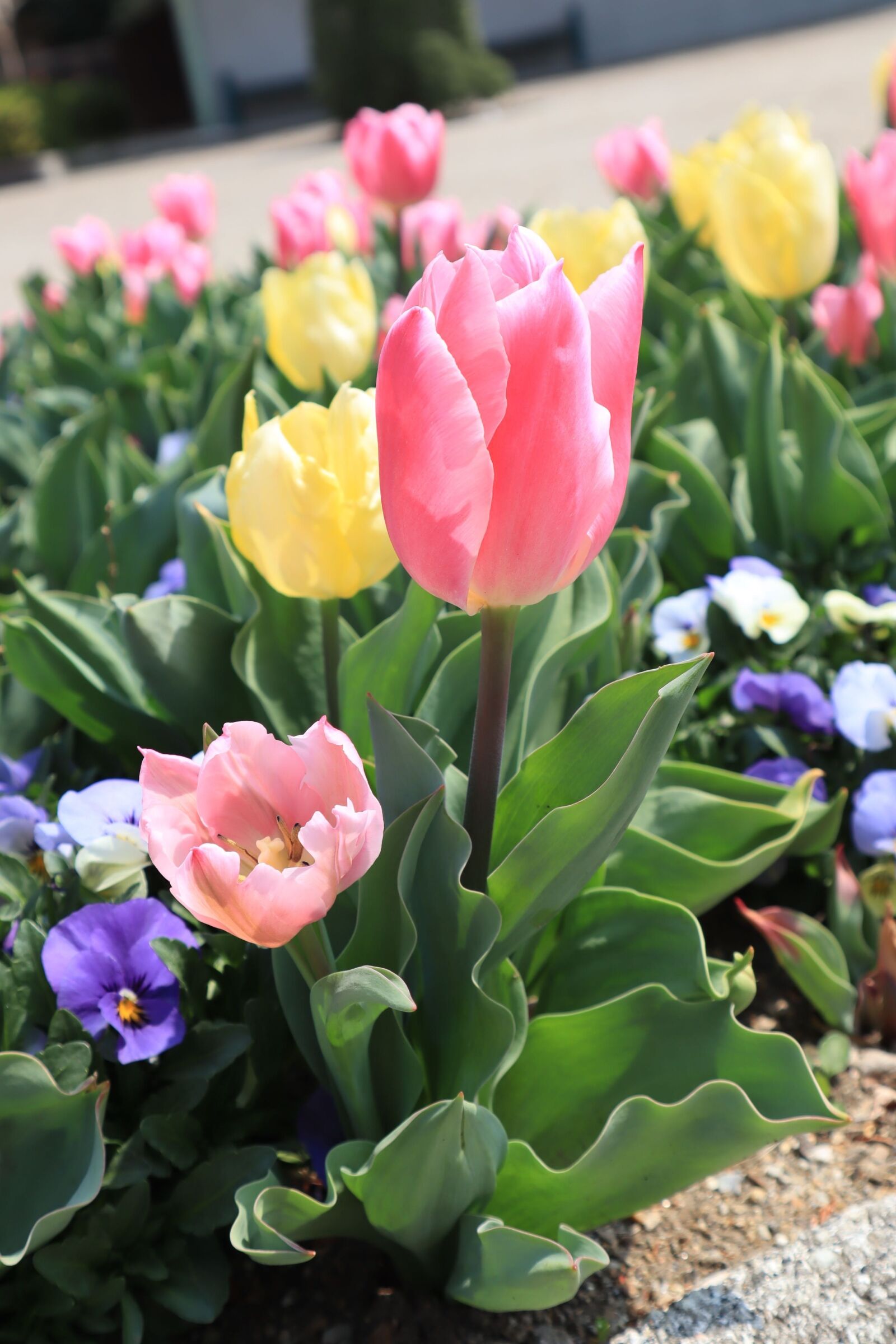 Canon EOS M50 (EOS Kiss M) sample photo. Flowers, flower bed, tulip photography