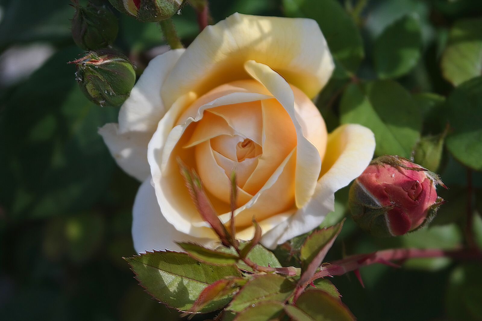 Samsung NX300 sample photo. Garden, rose, bloom photography