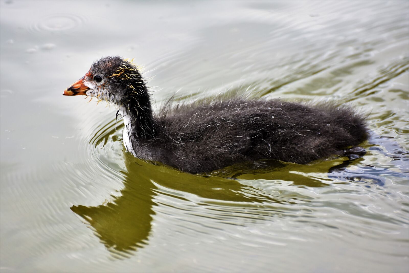 Nikon D7200 sample photo. Coot, duck, chicks photography