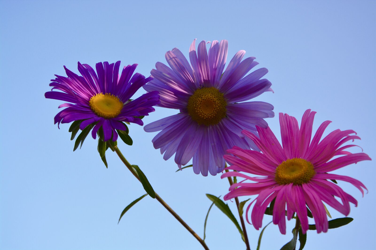Nikon D5200 sample photo. Flowers, colors, parma photography