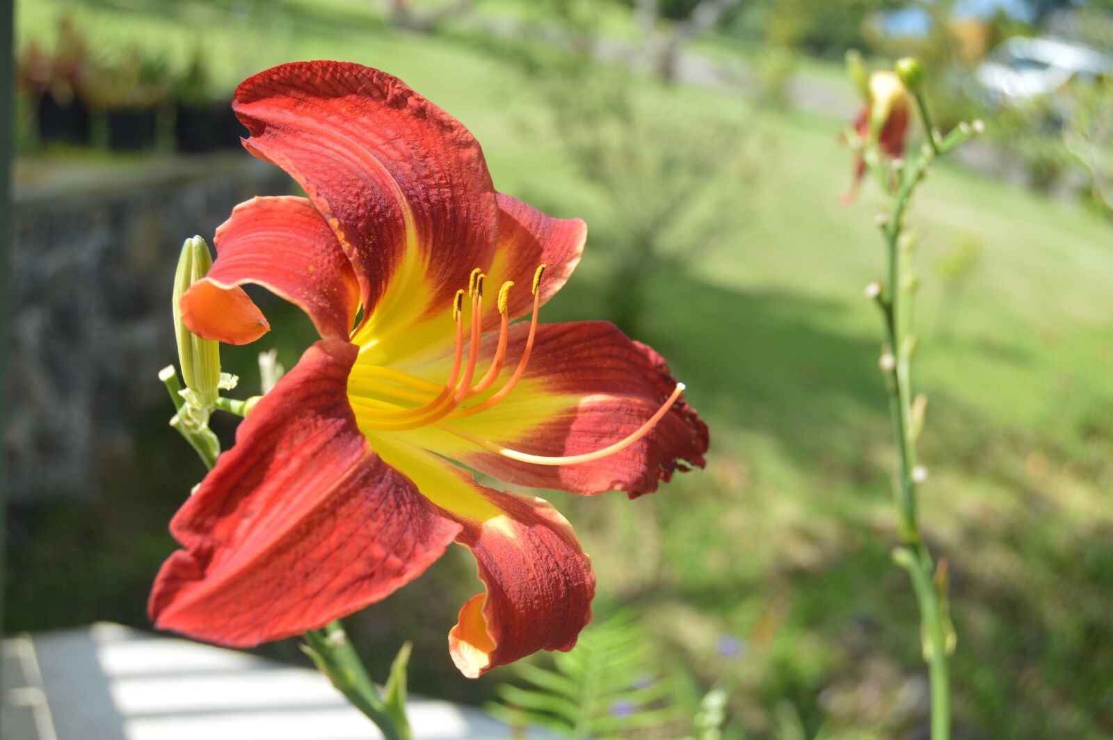 Nikon D3200 sample photo. Nature, flower, flora photography