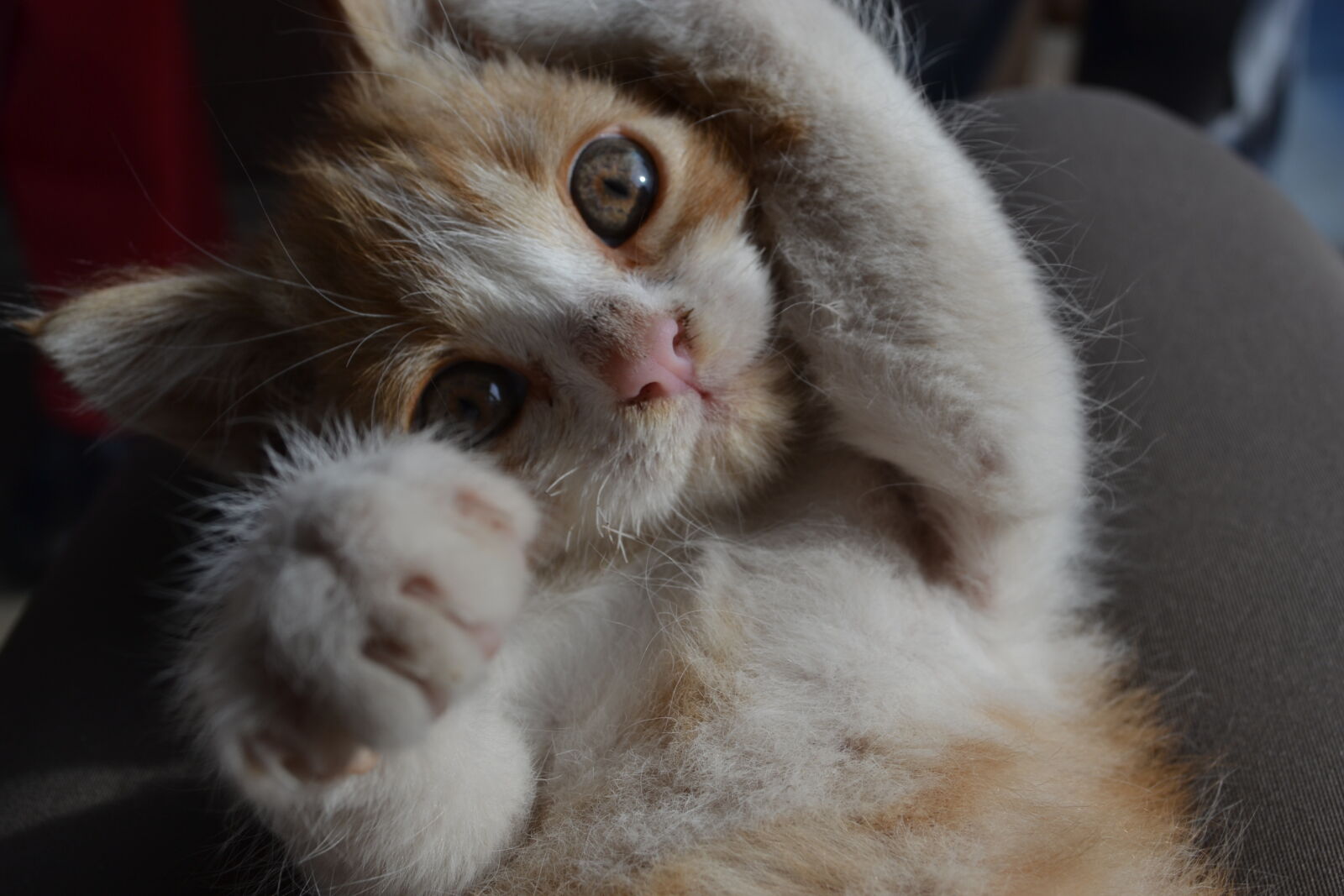 Nikon D3100 sample photo