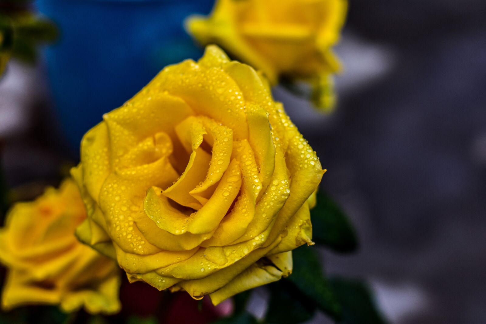 Nikon D3400 sample photo. Yellow rose, flower, beauty photography
