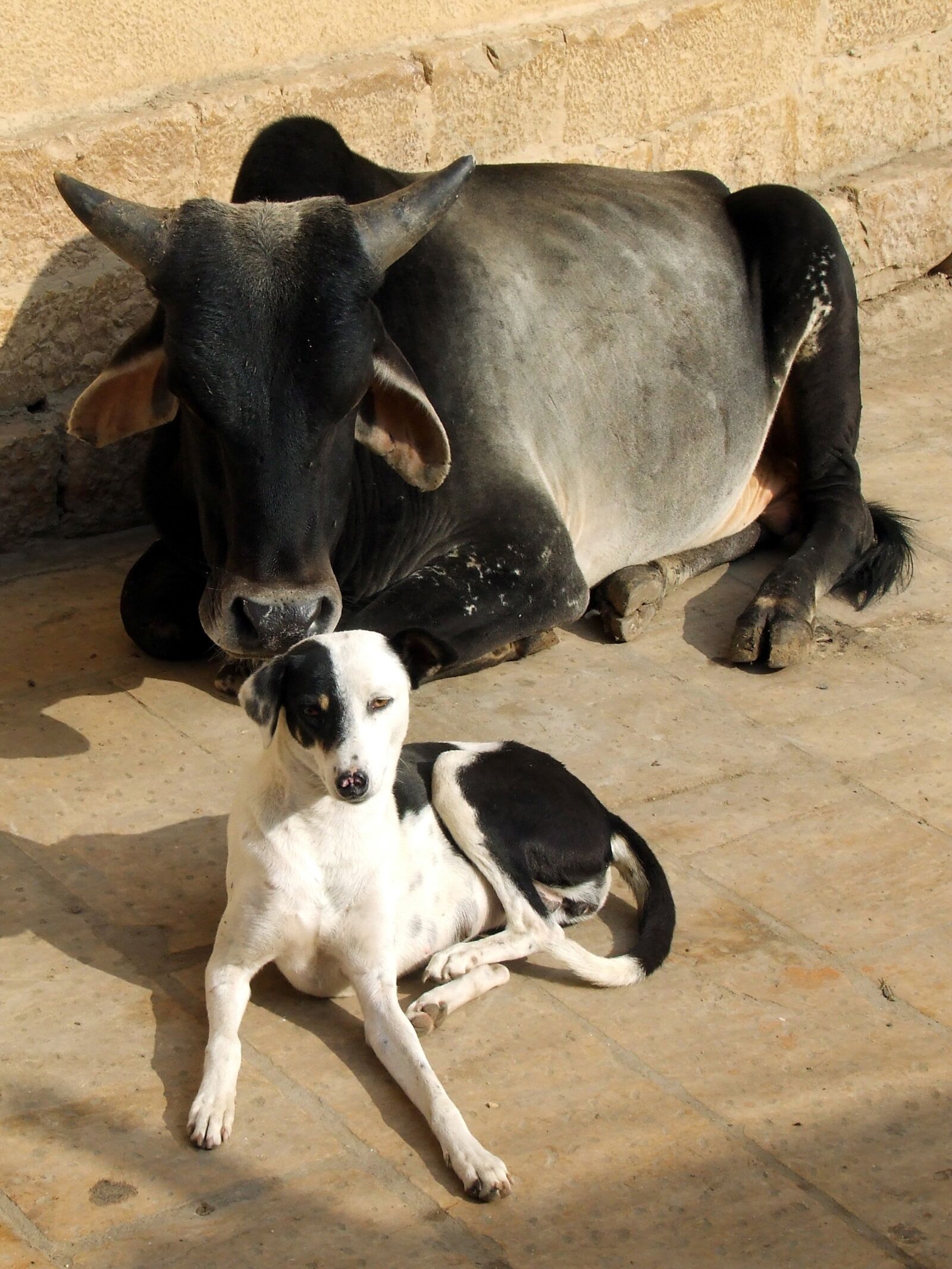 Fujifilm FinePix S5600 sample photo. Animal, cow, dog photography