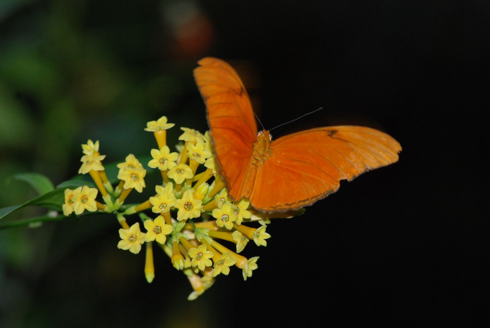Nikon D80 sample photo. Butterfly, feeding, wings spread photography