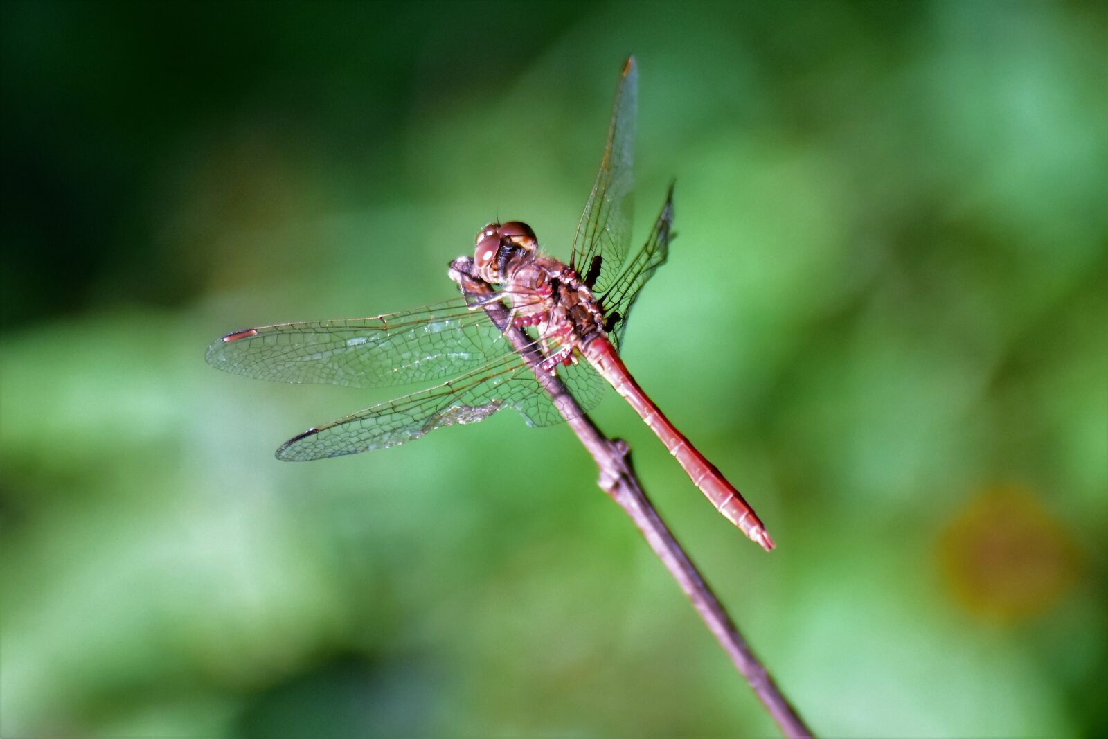 Nikon D7200 sample photo. Dragonfly, wings, insect photography