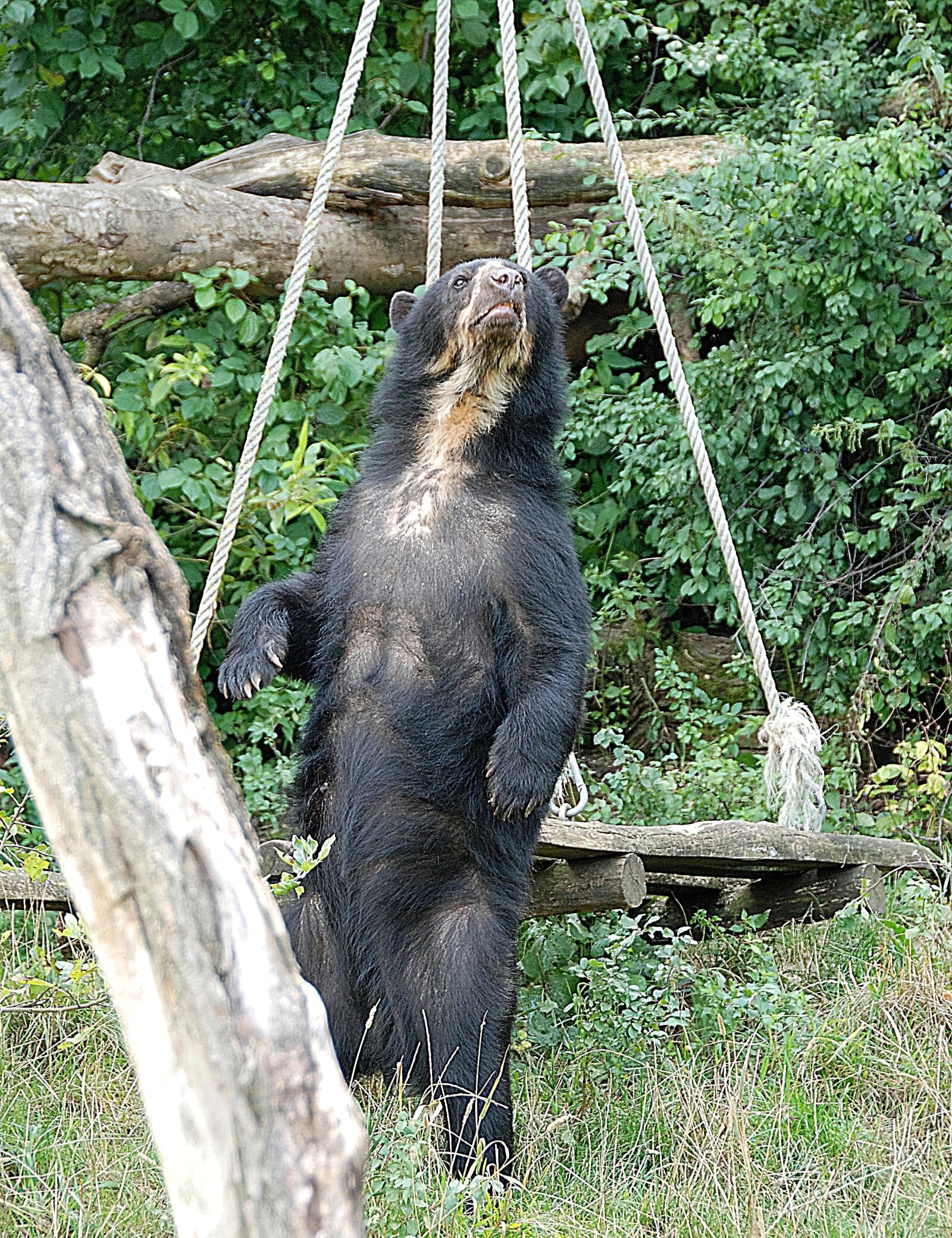 Nikon D80 sample photo. Bear, spectacled bear, zoo photography