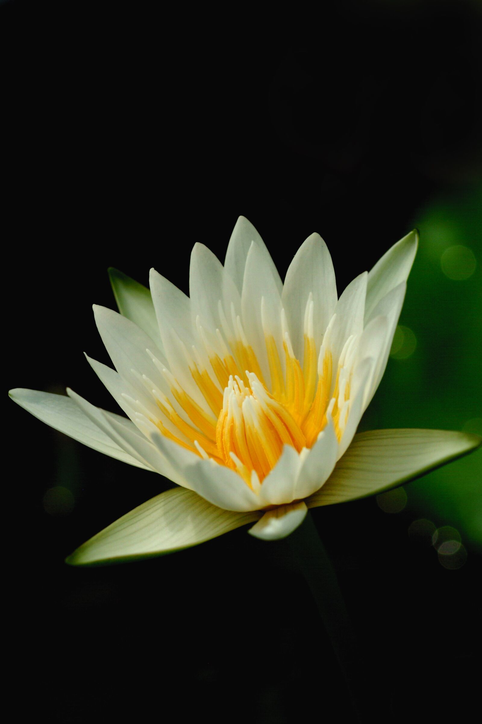 Fujifilm FinePix S2 Pro sample photo. Lotus, flowers, nature photography