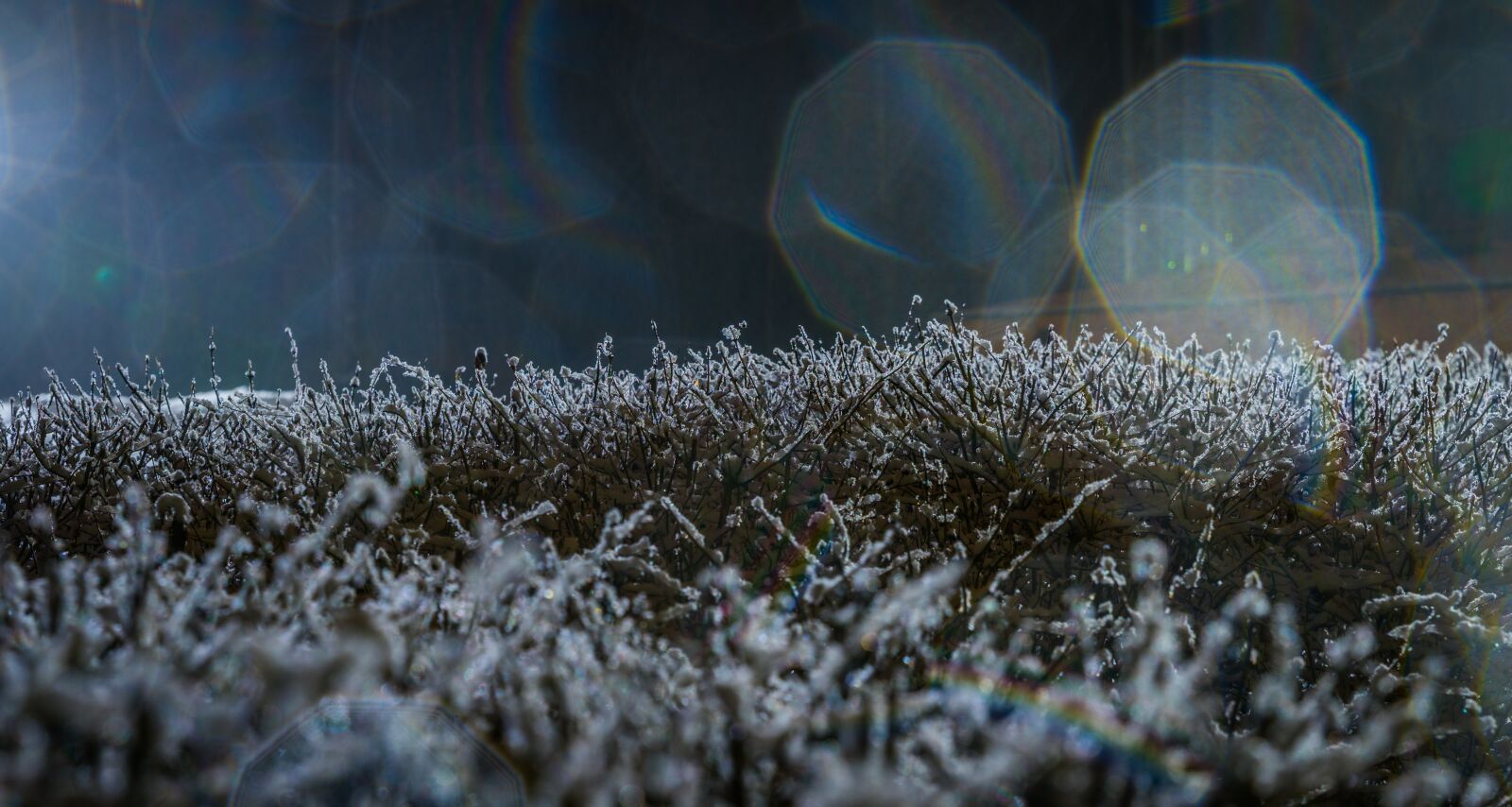Sony a7R II sample photo. The bushes, snow, branch photography