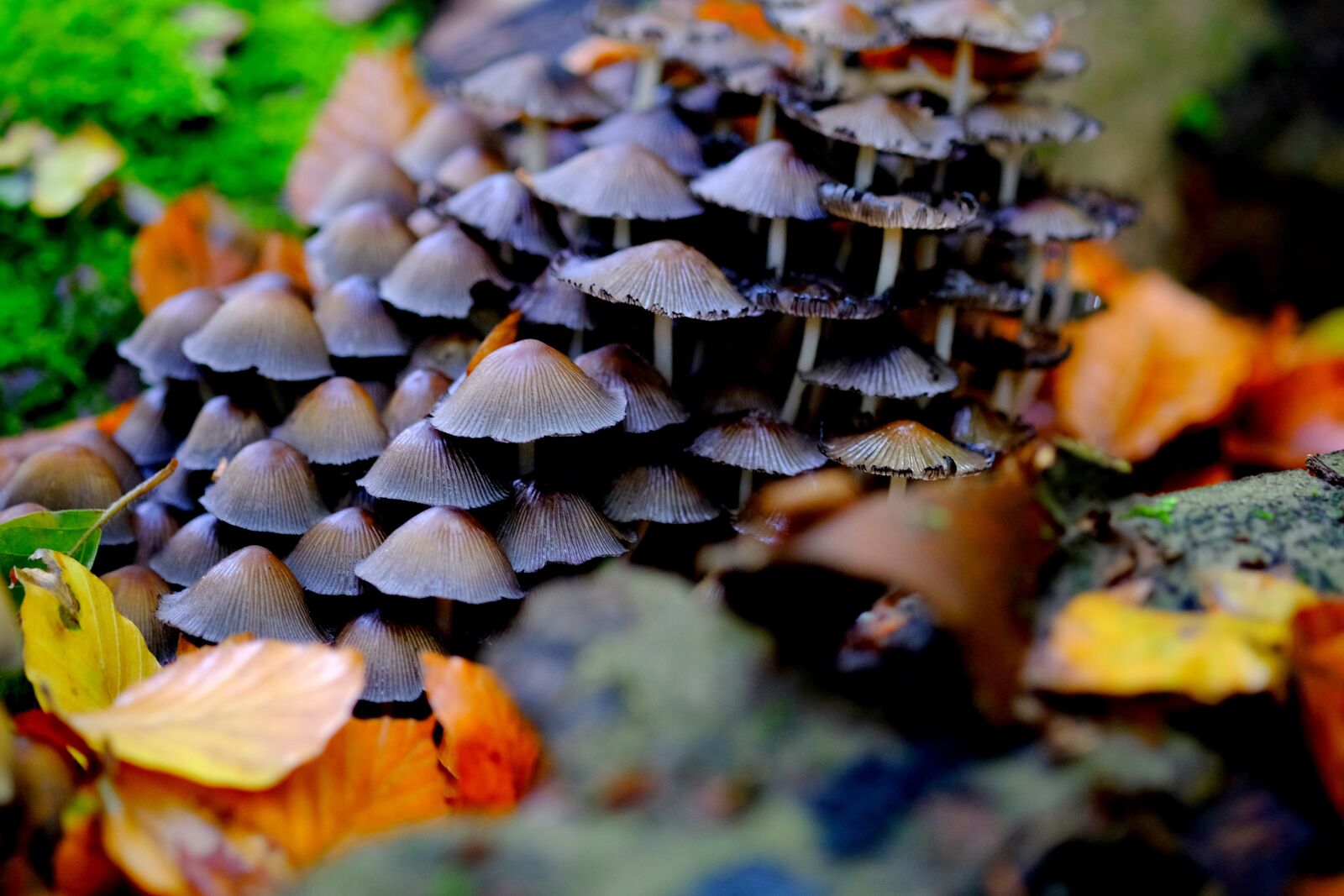 Fujifilm X-T20 sample photo. Comatus, mushrooms, mushroom colony photography