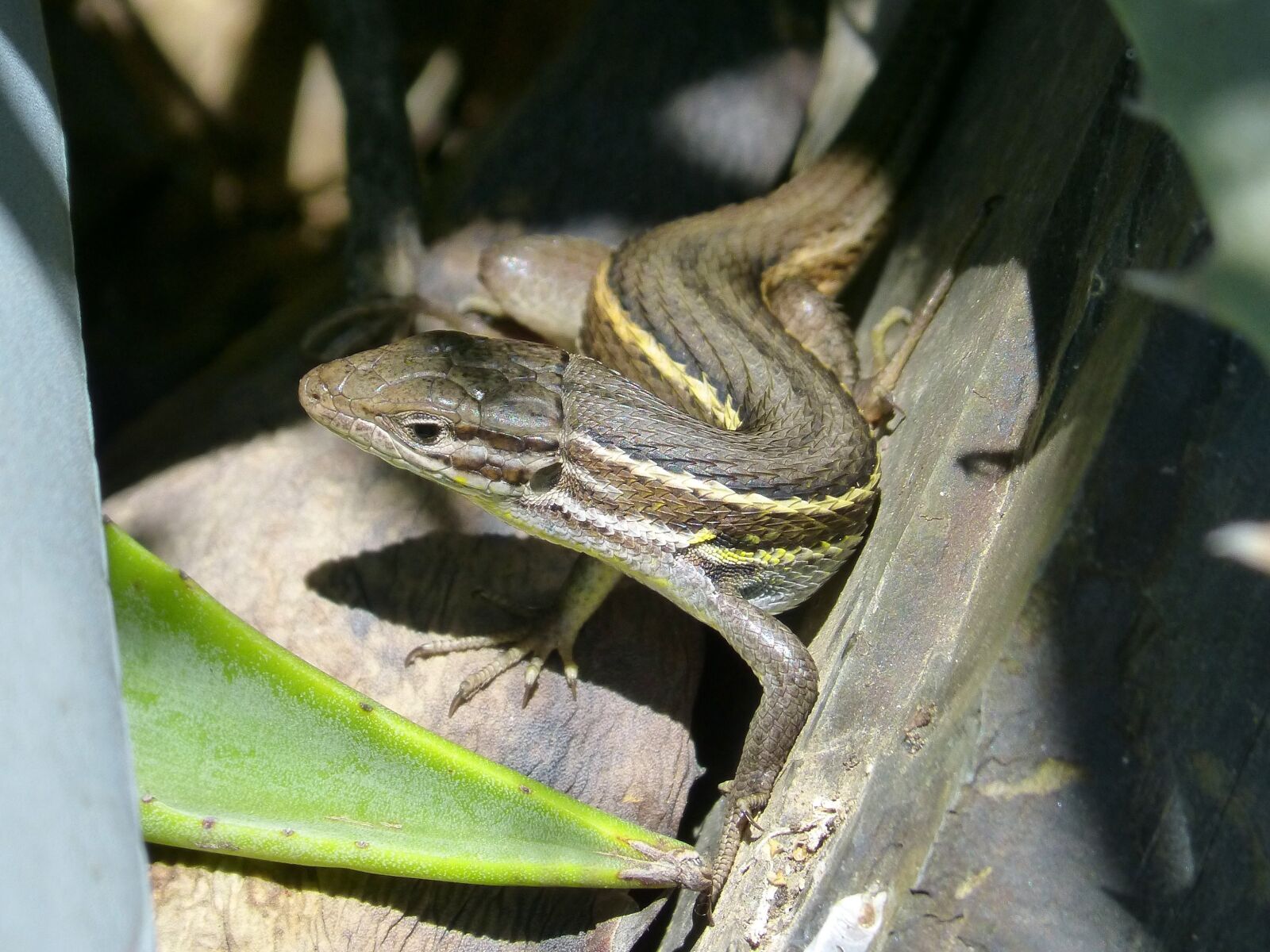 Panasonic DMC-FZ62 sample photo. Lizard, sargantana, reptile photography