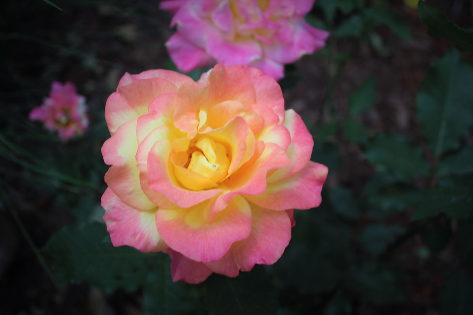 Canon EOS 1200D (EOS Rebel T5 / EOS Kiss X70 / EOS Hi) sample photo. Roses photography