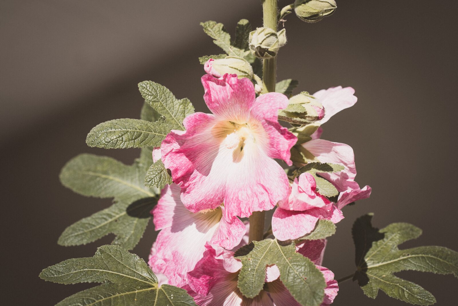 Nikon D750 sample photo. Stock rose, flower, plant photography