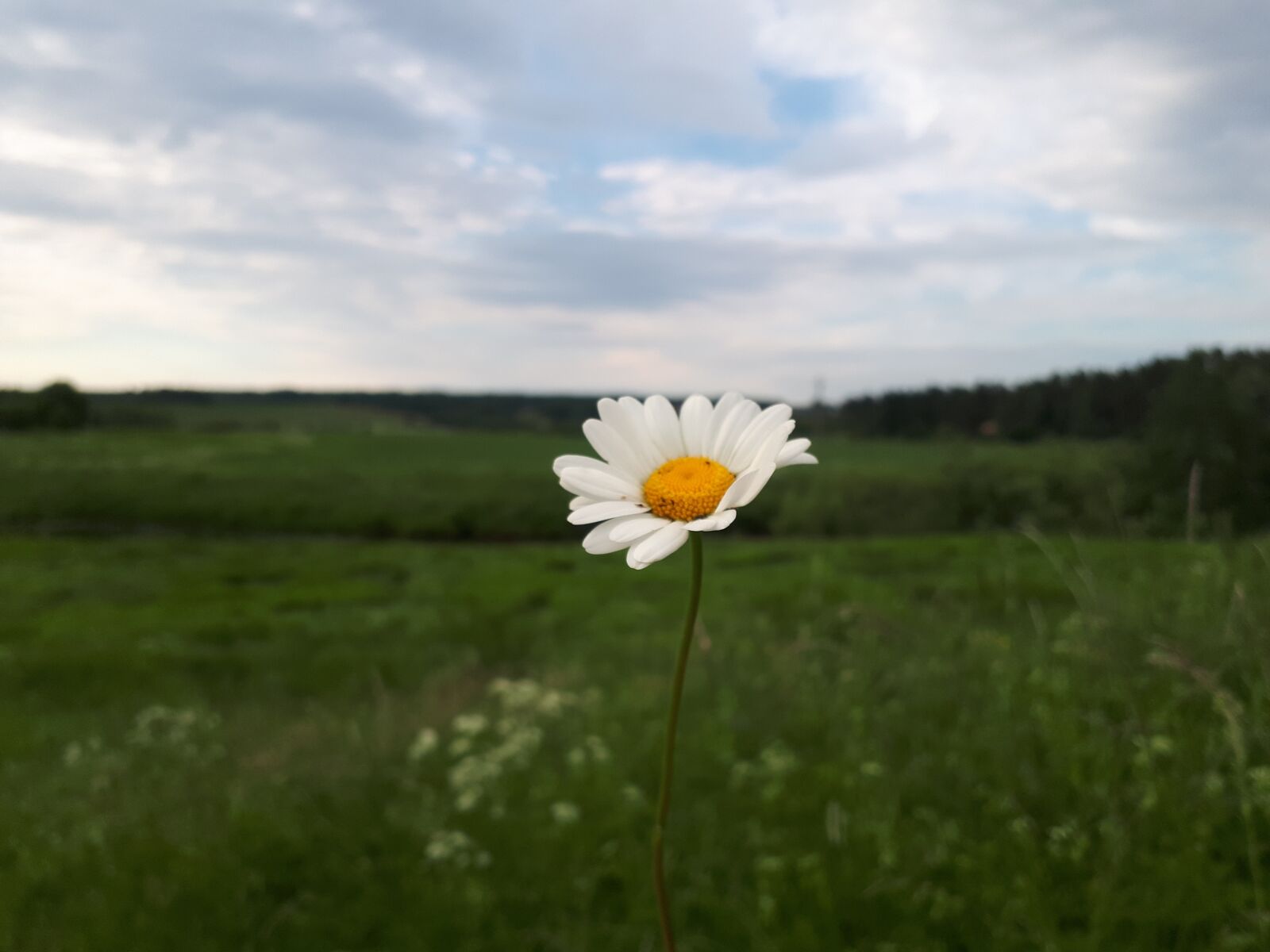 Samsung Galaxy A5(2017) sample photo. Summer, nature, flowers photography
