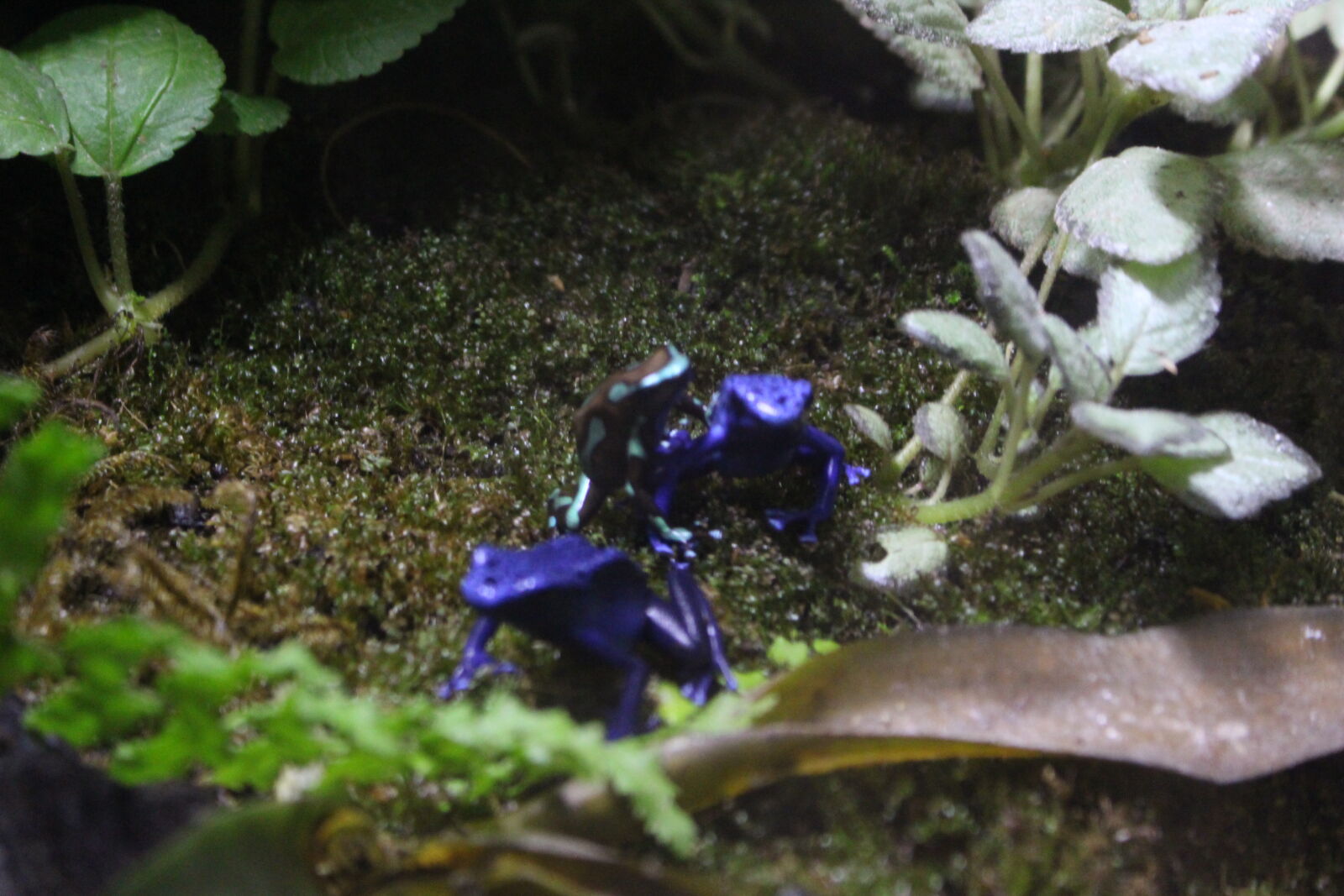 Canon EOS 700D (EOS Rebel T5i / EOS Kiss X7i) sample photo. Frog, frogs, nature photography