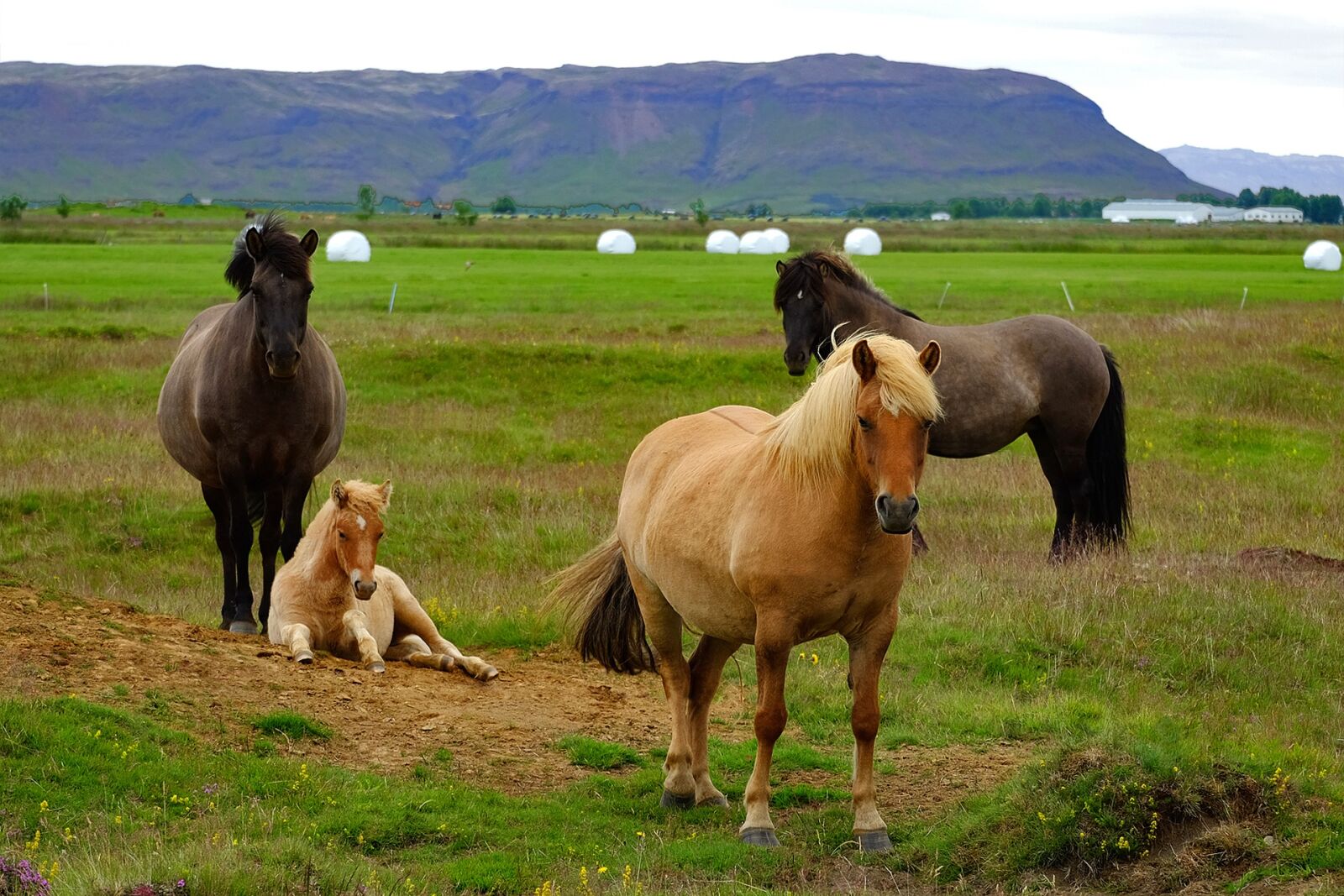 Fujifilm X-T10 + Fujifilm XC 50-230mm F4.5-6.7 OIS II sample photo. Iceland, iceland pony, horse photography