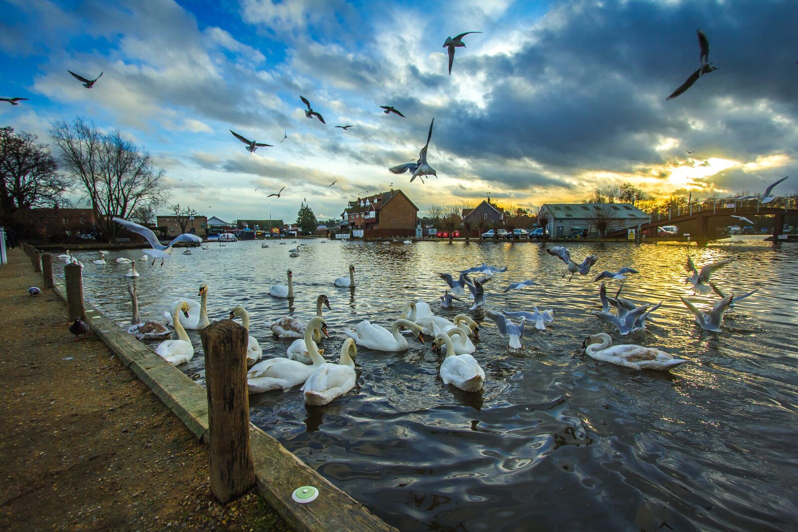 Canon EF-S 10-22mm F3.5-4.5 USM sample photo. Wroxham, england, swans photography