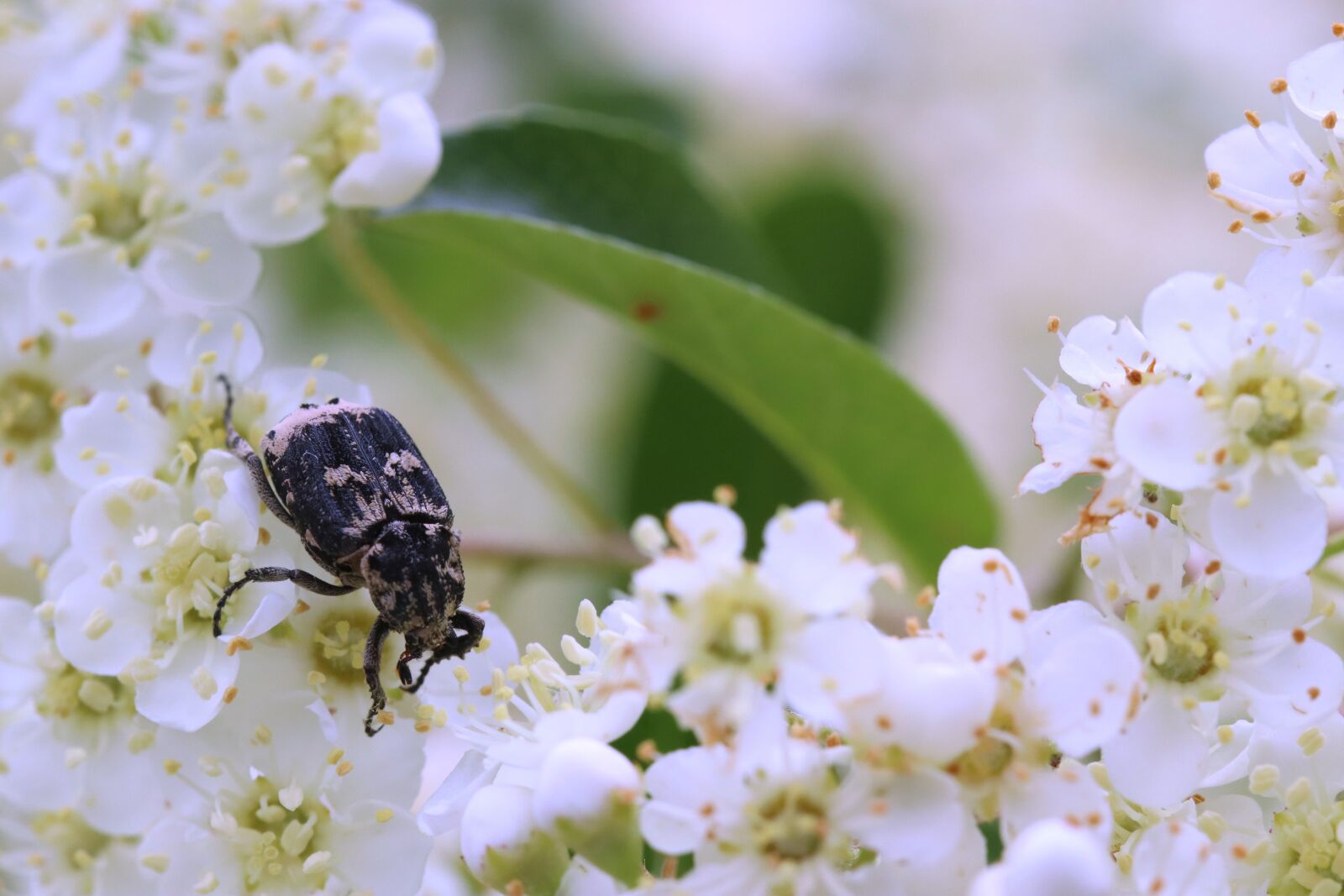 Canon EOS 250D (EOS Rebel SL3 / EOS Kiss X10 / EOS 200D II) sample photo. Beetle, nature, black photography