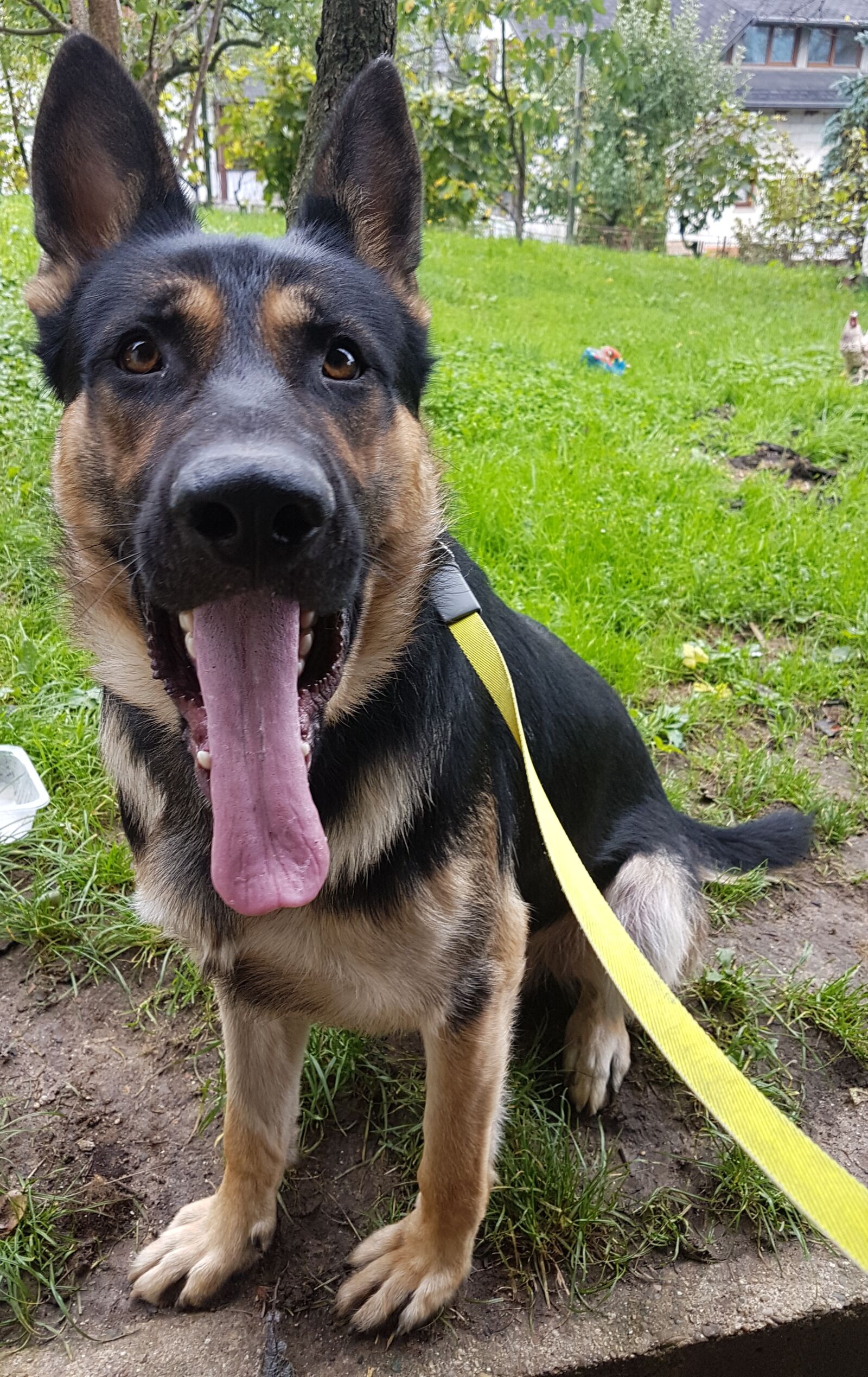 Samsung Galaxy S7 Edge sample photo. Dog, happy dog, dog photography