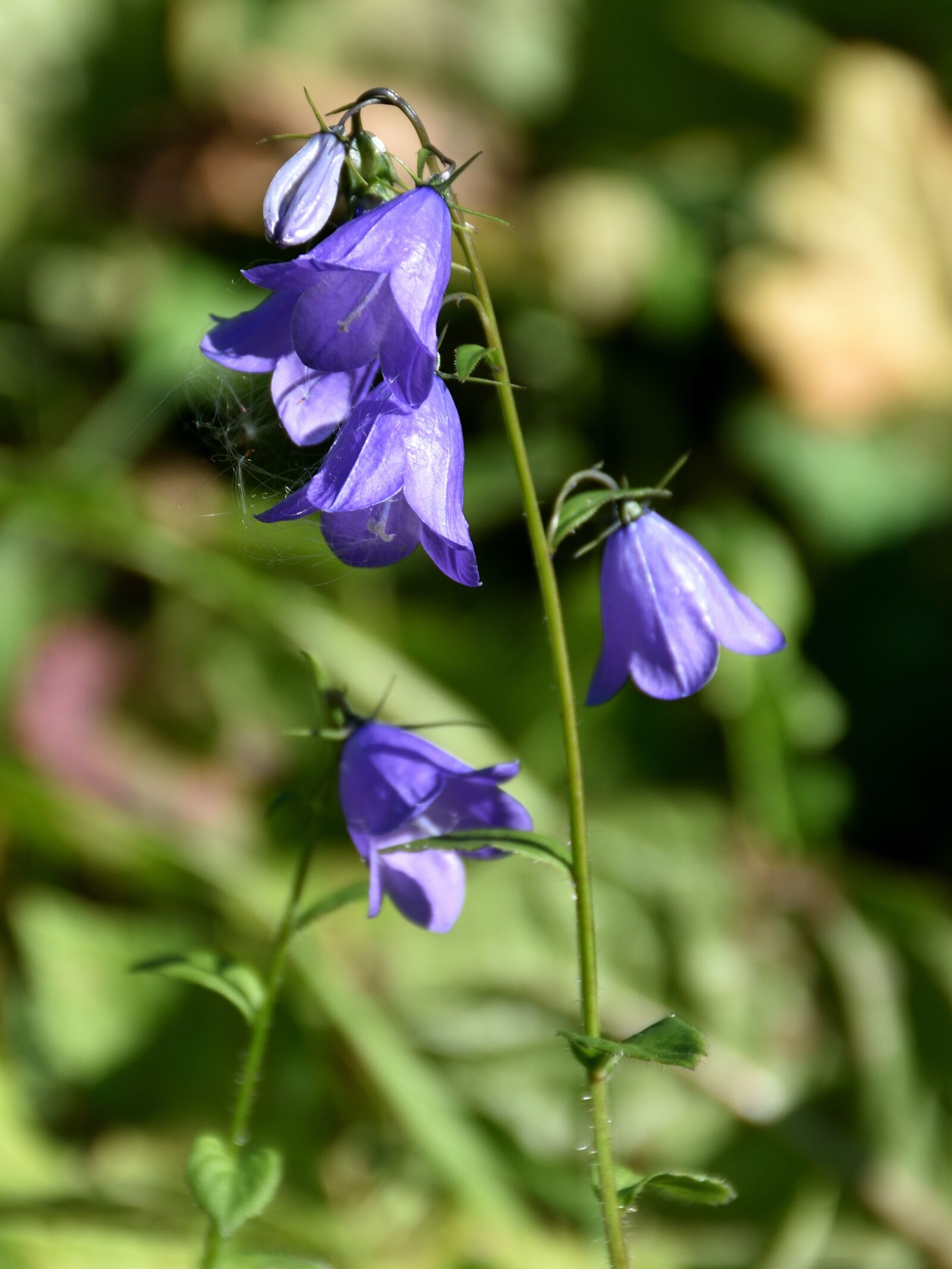 Nikon D5500 sample photo. Flower, pollen, blossom photography