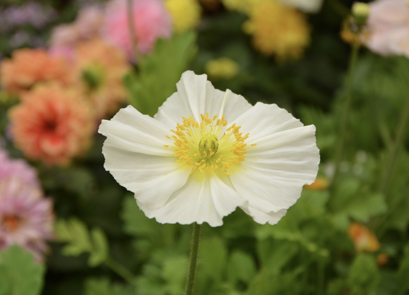 Nikon D5200 sample photo. Flower, plant, poppy flower photography
