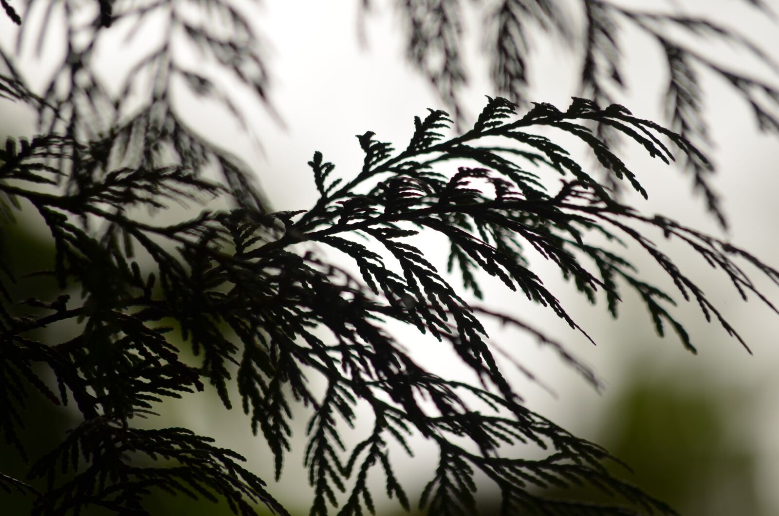 Nikon D5100 sample photo. Cedar, silhouette, tree photography