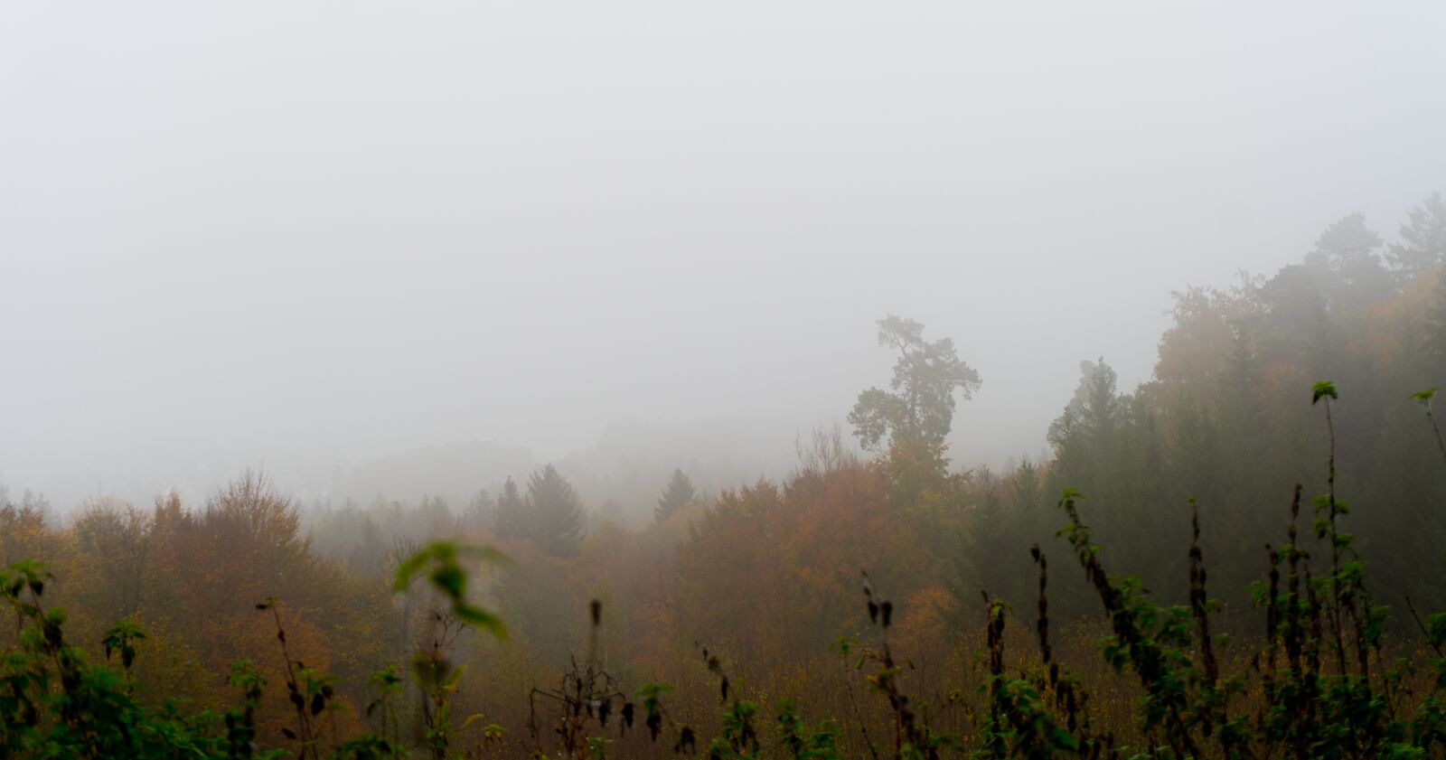 Sony a6500 sample photo. Trees, fog, autumn photography