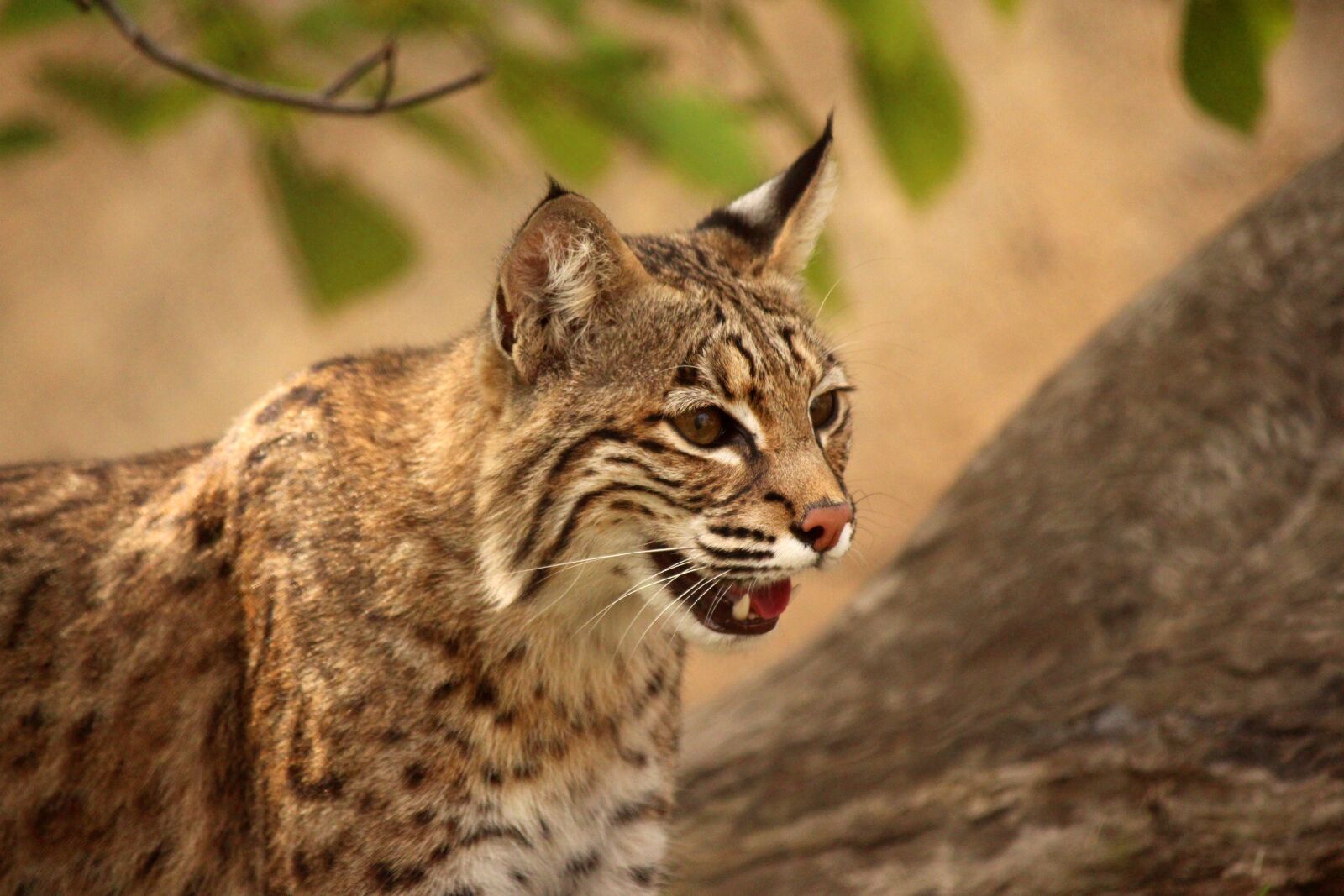 Canon EOS 650D (EOS Rebel T4i / EOS Kiss X6i) sample photo. Big cat, animal, predator photography