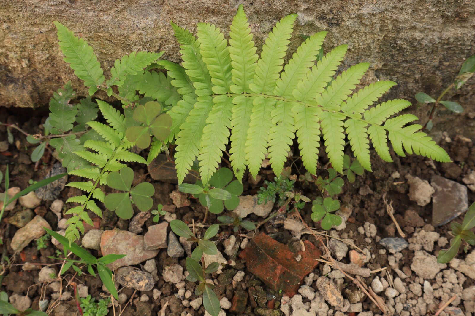 Canon EOS M50 (EOS Kiss M) sample photo. Tree, fern, the garden photography