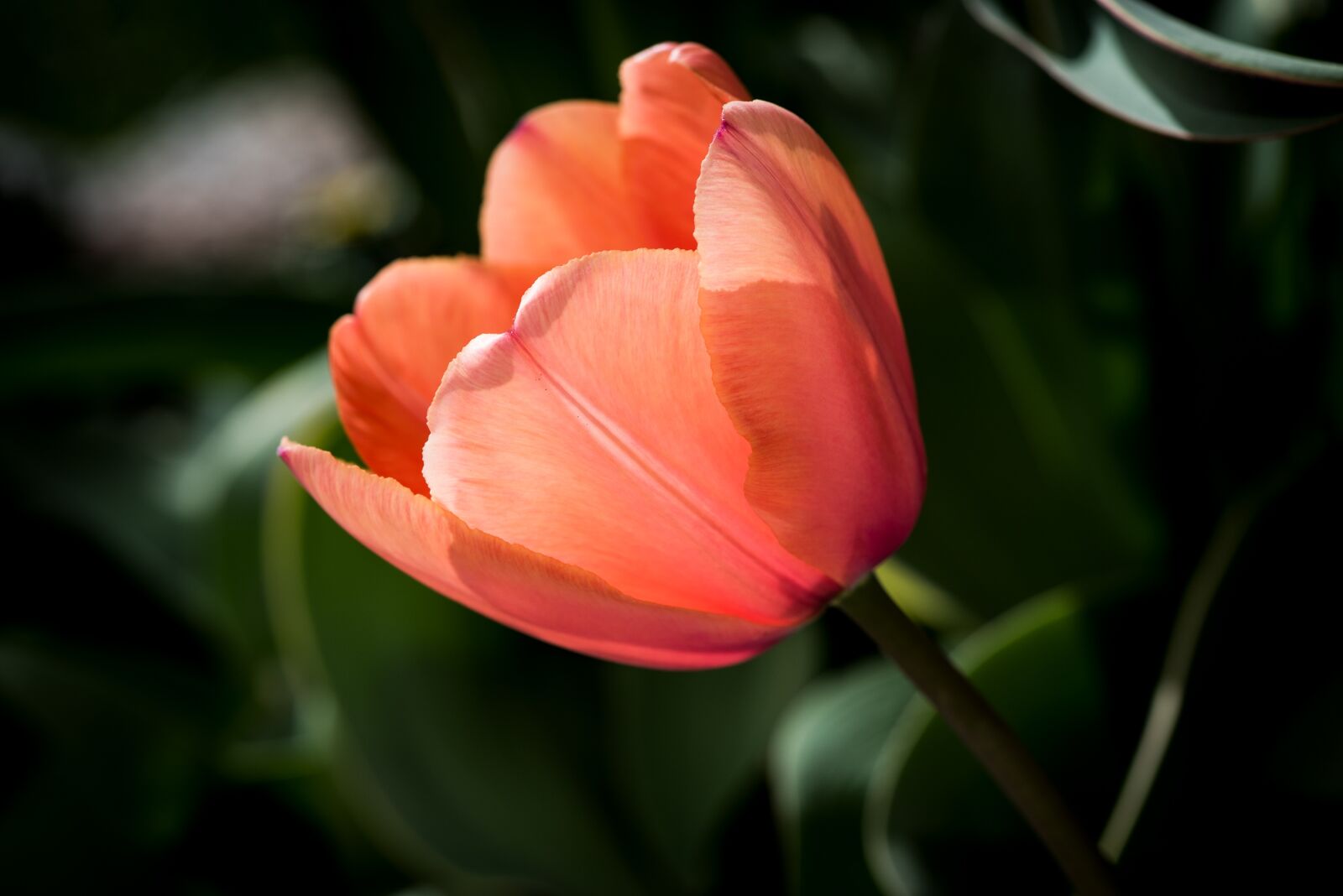 Nikon D750 sample photo. Tulip, orange, red photography
