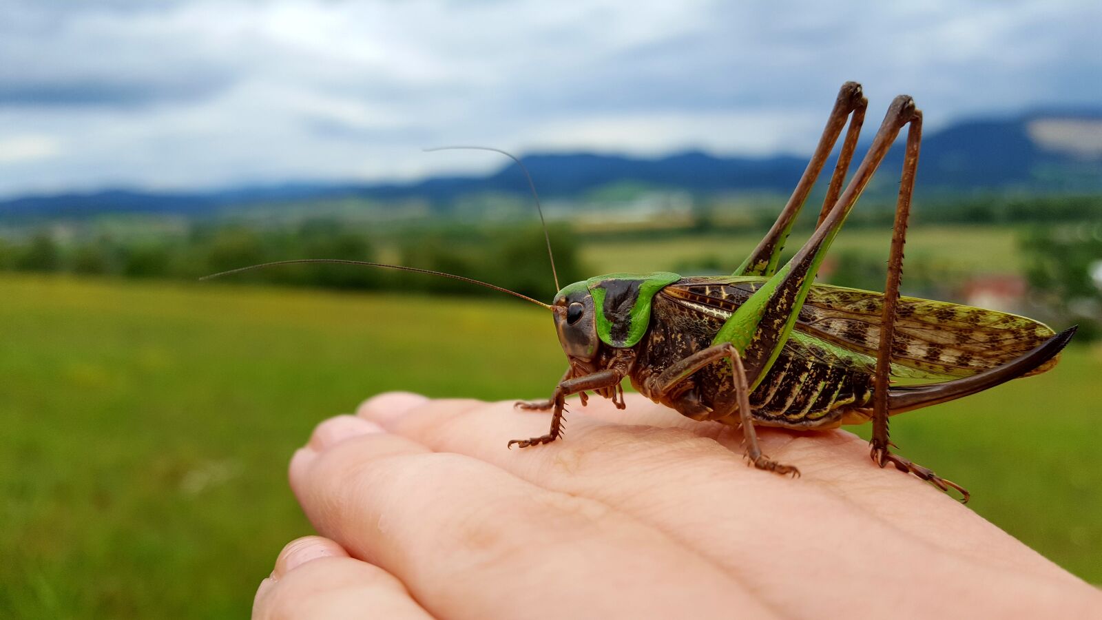Samsung Galaxy S6 sample photo. Nature, l ny, kon photography
