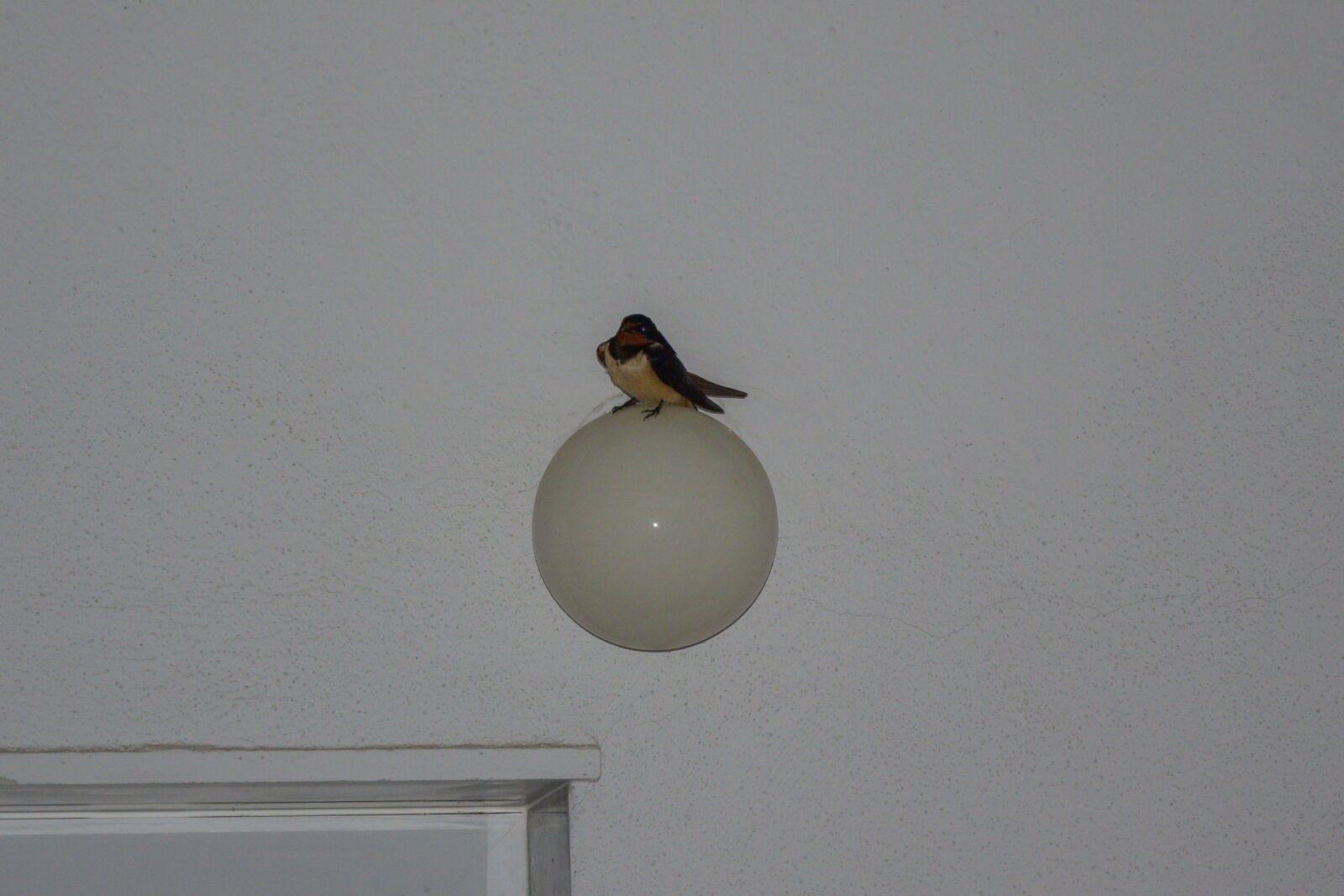 Nikon D3300 sample photo. Swallow, bird, birds photography