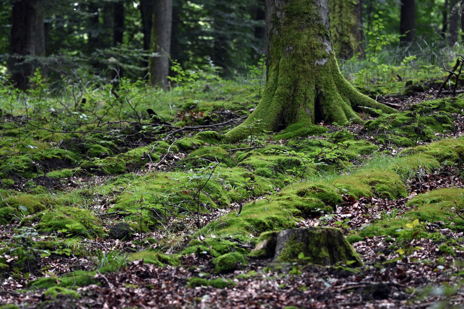 Nikon D3400 sample photo. Forest, forest cultivation, forestry photography