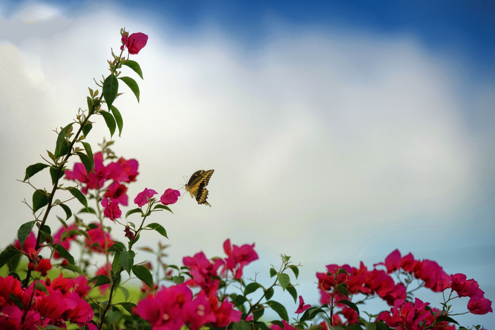 Nikon D800E sample photo. Spring, butterfly, nature photography